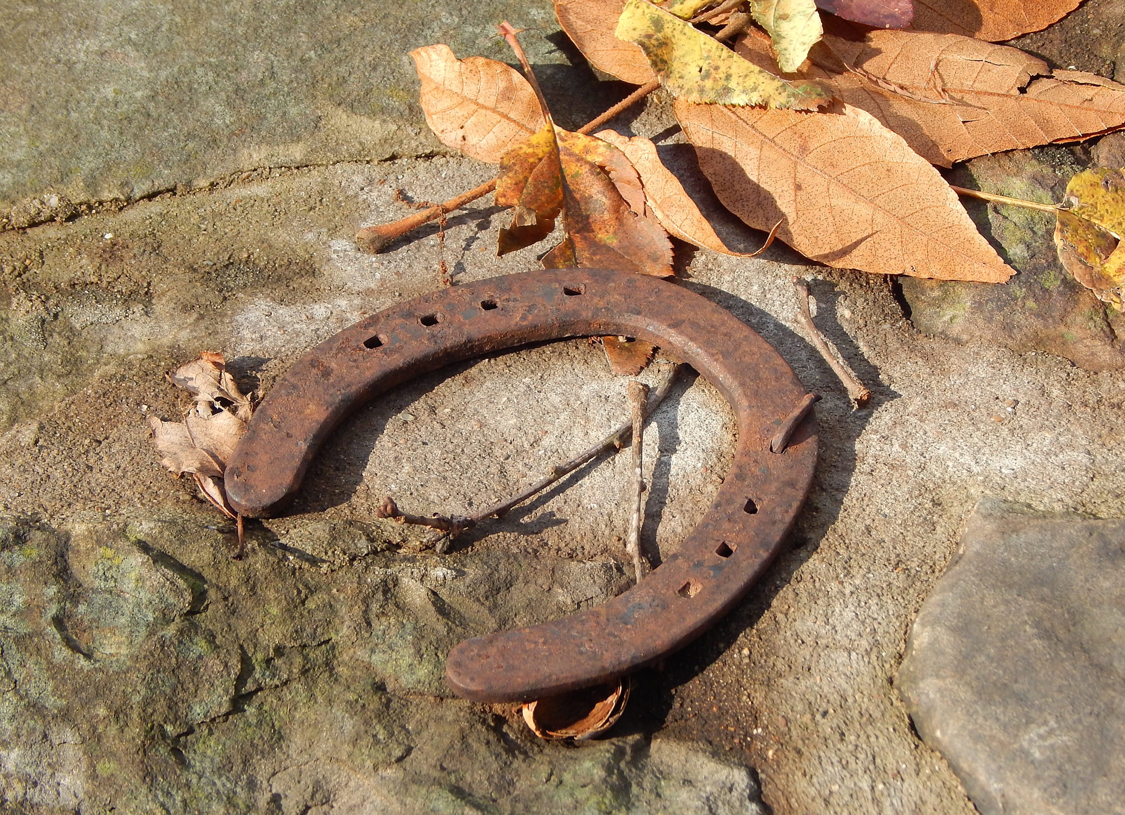 old, damaged, day, solid, leaf, nature, wheel, animal wildlife, Fall, decline, Autumn, one animal, rusty, animal themes, Leaves, land, obsolete, brown, HD Wallpaper