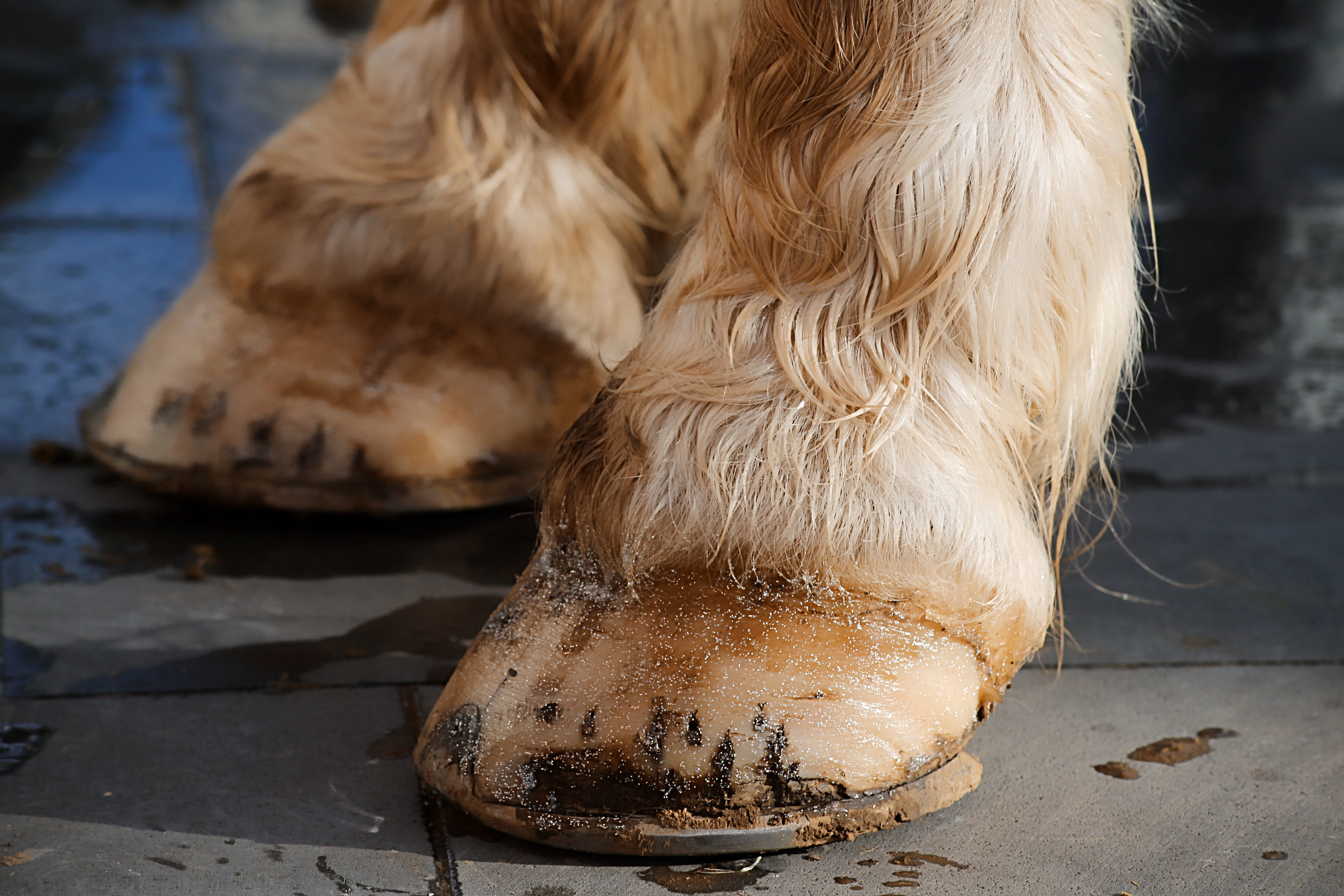 canine, Equine, hair, White Horse, Shoe, animal themes, one animal, day, no people, animal hair, dog, 5K, wet, animal, close-up, horseback riding, pets, HD Wallpaper