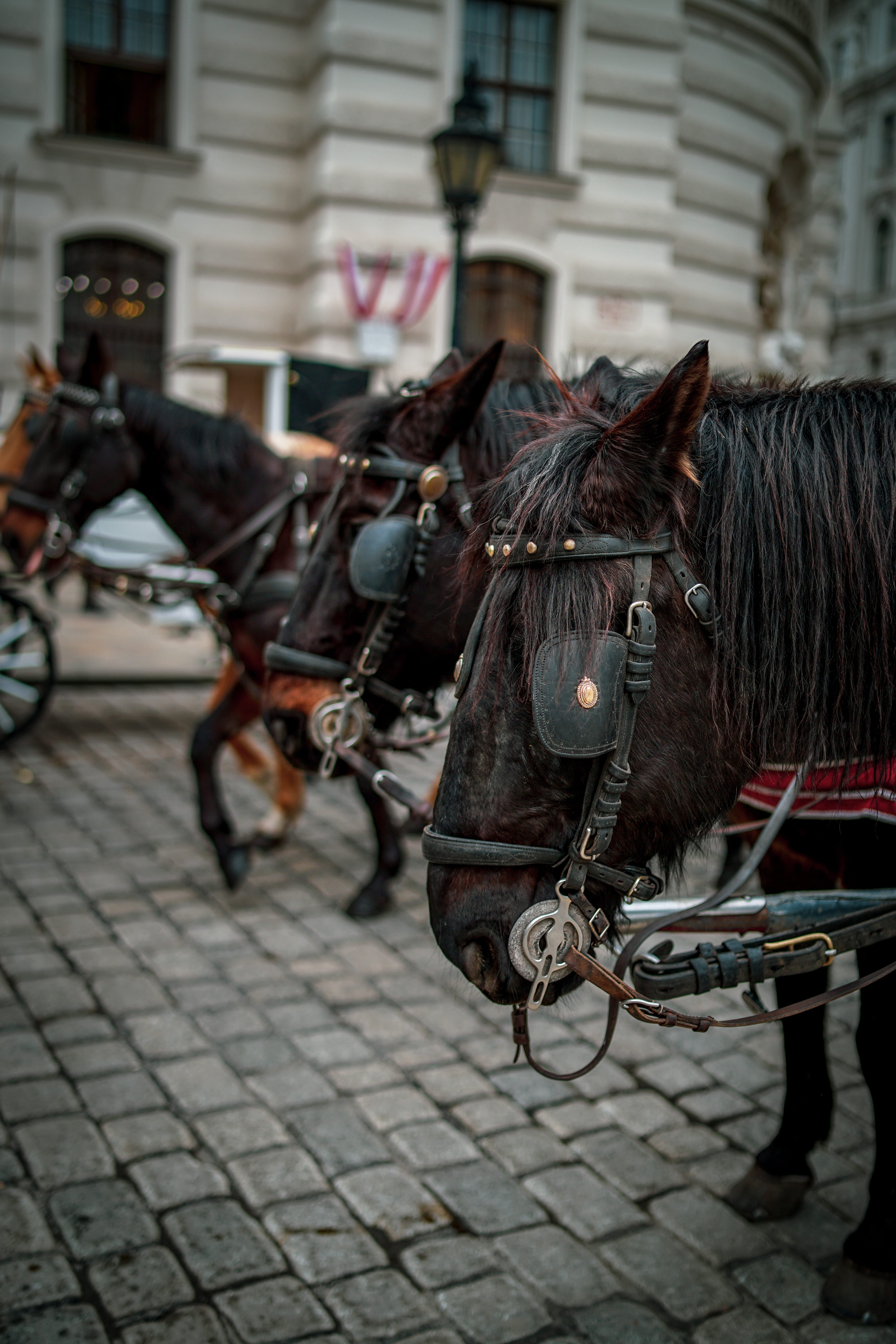 domestic, photography, animal, near, animal head, paving stone, footwear, clothing, carriage, built structure, street, transportation, vehicle, livestock, Phone HD Wallpaper