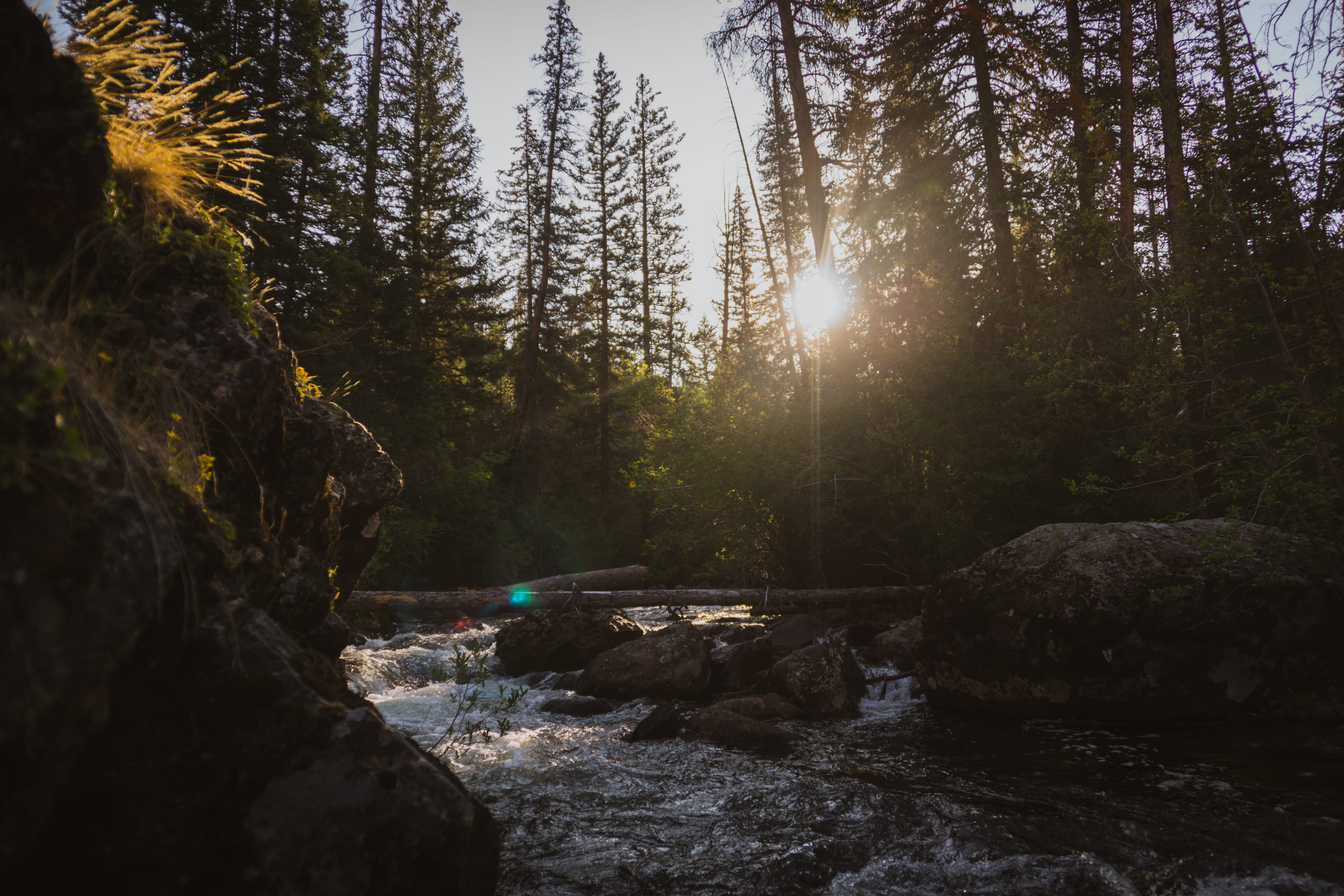 forest river, spring, stream - flowing water, mountain stream, lens flare, flowing, united states, outdoors, tranquility, tranquil scene, non-urban scene, HD Wallpaper