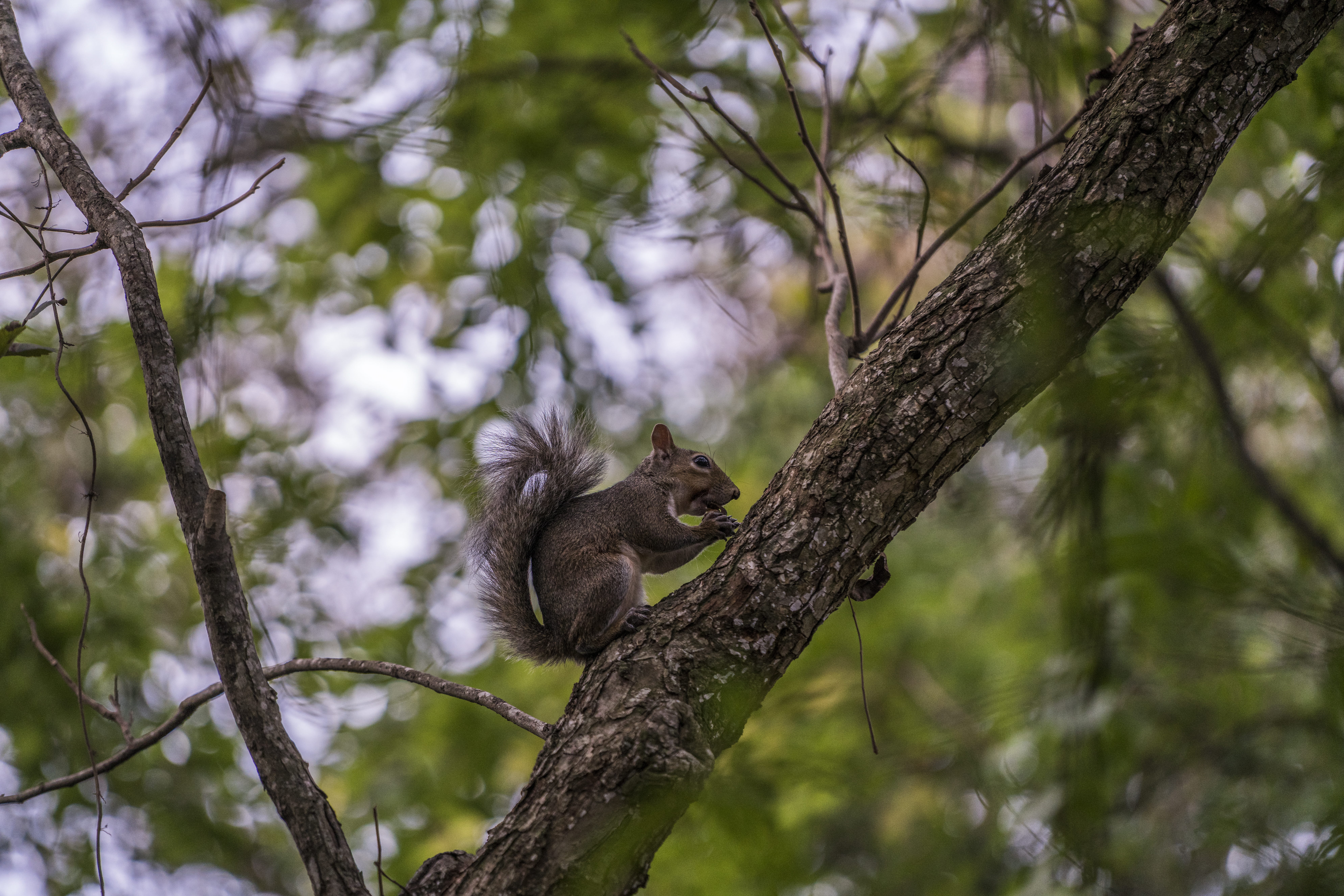 tree, animals in the wild, nature, texas, branch, animal themes, animal, animal wildlife, squirrel, 8K, no people, happy, day, plant, forest, plants, one animal, HD Wallpaper