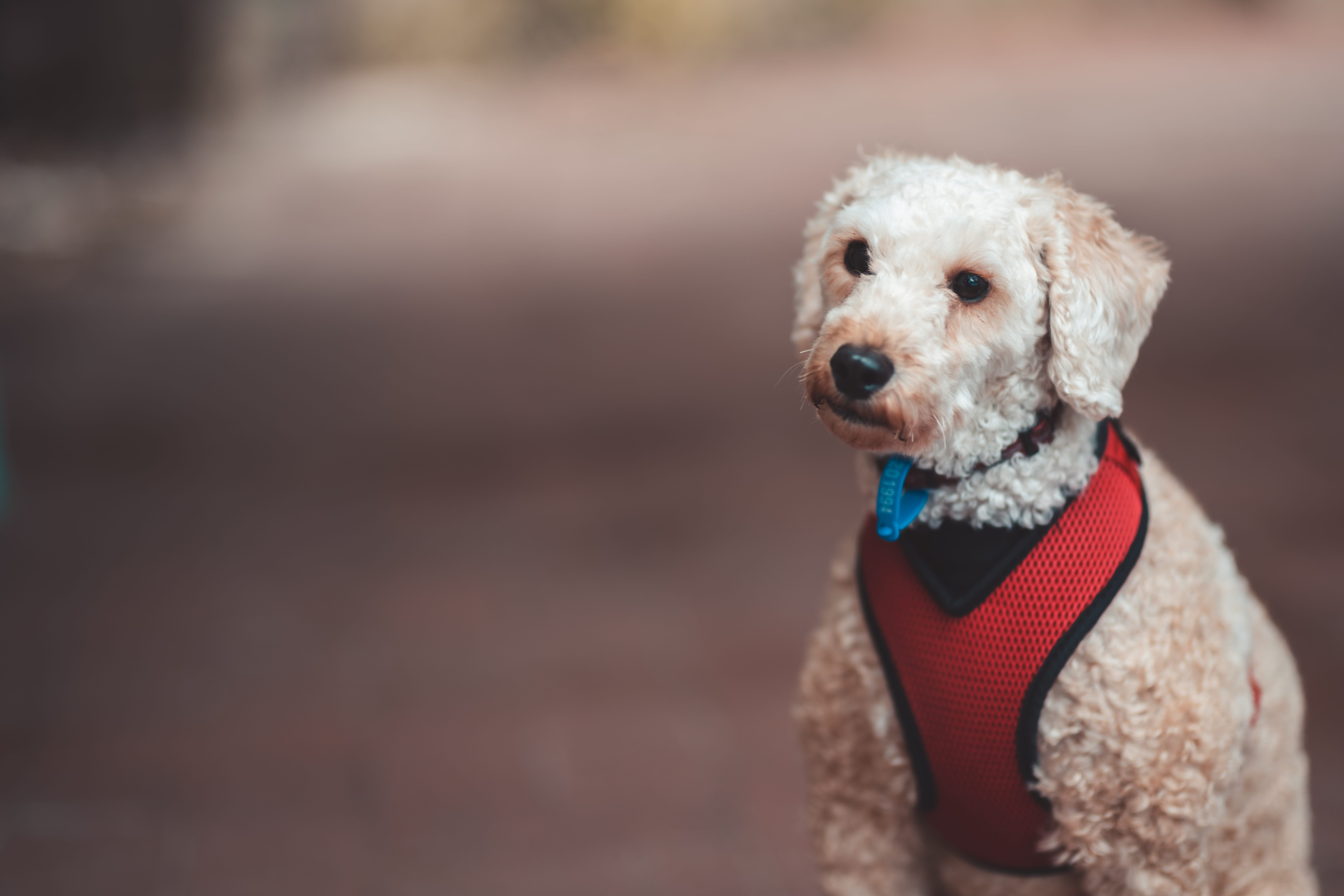 faded, collar, wearing, vertebrate, selective, canine, focus, scarf, bokeh, portrait, high quality, poodle, domestic animals, animal head, cute, smol, puppy, HD Wallpaper