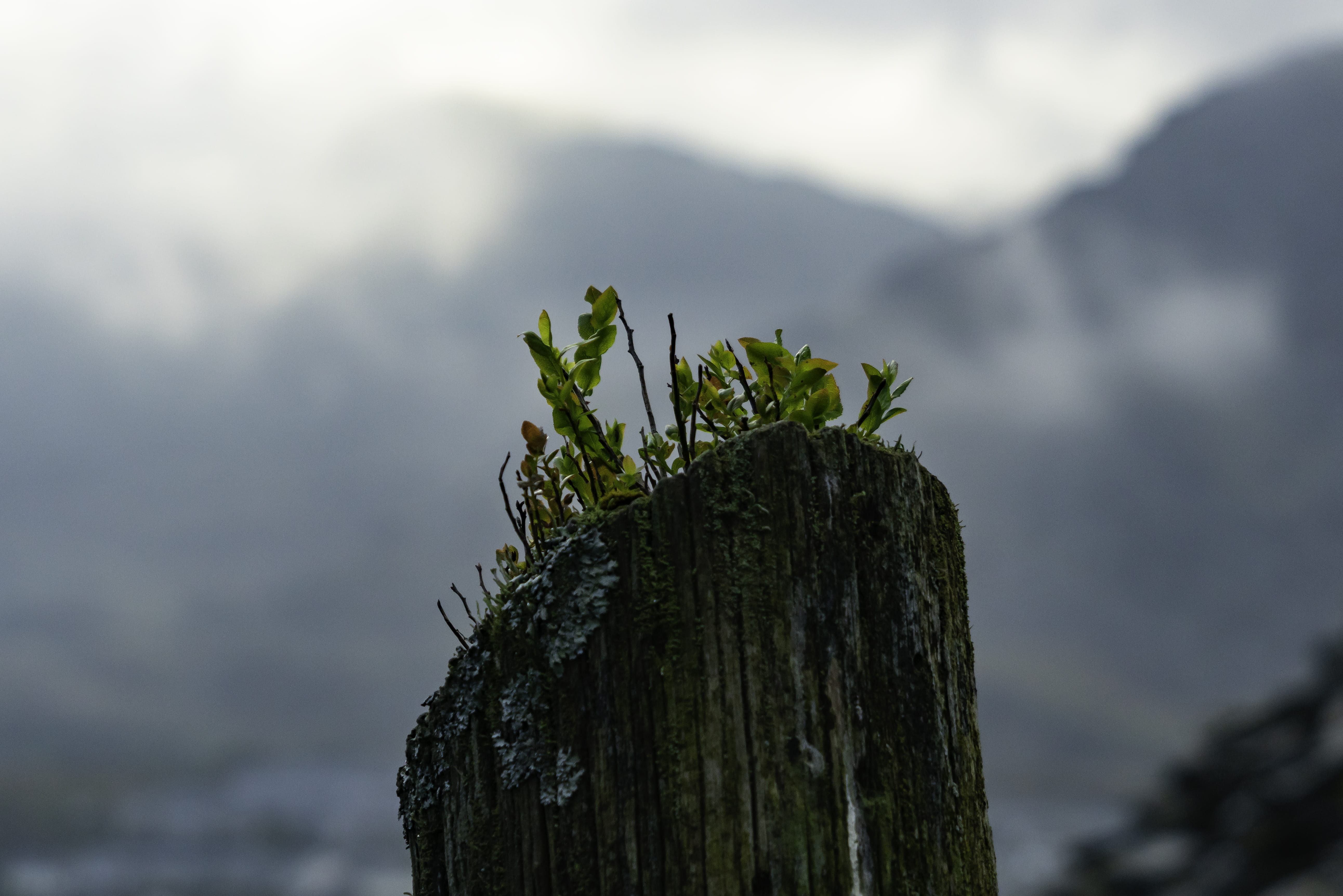 outdoors, plant, bark, mountain, bokeh, moss, tranquility, focus on foreground, 5K, beauty in nature, cloud - sky, wood - material, close-up, growth, nature, HD Wallpaper
