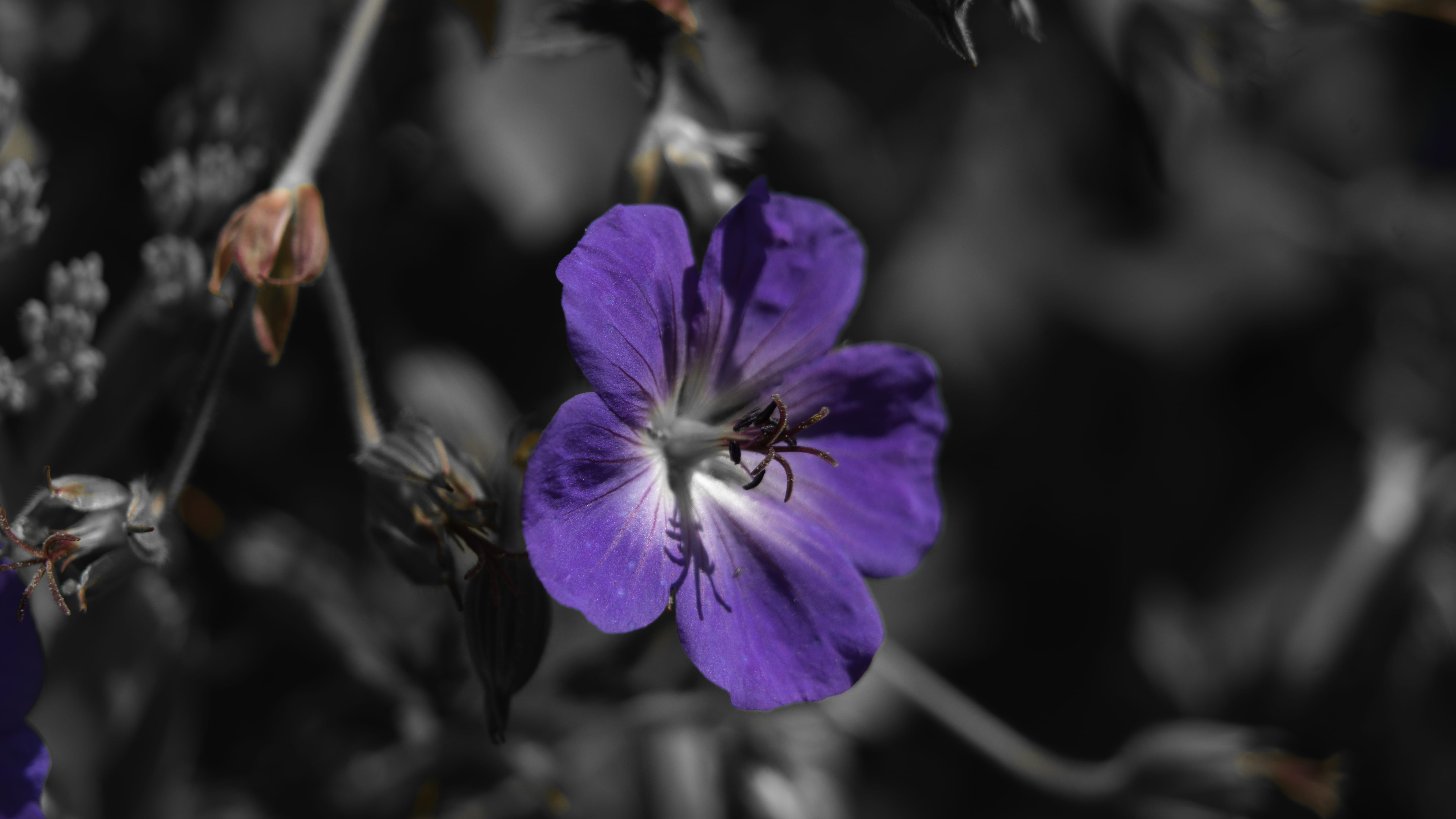 outdoors, selective focus, a7rii, vulnerability, day, macro, plant, bokeh, growth, focus on foreground, petal, fragility, no people, beauty in nature, freshness, HD Wallpaper