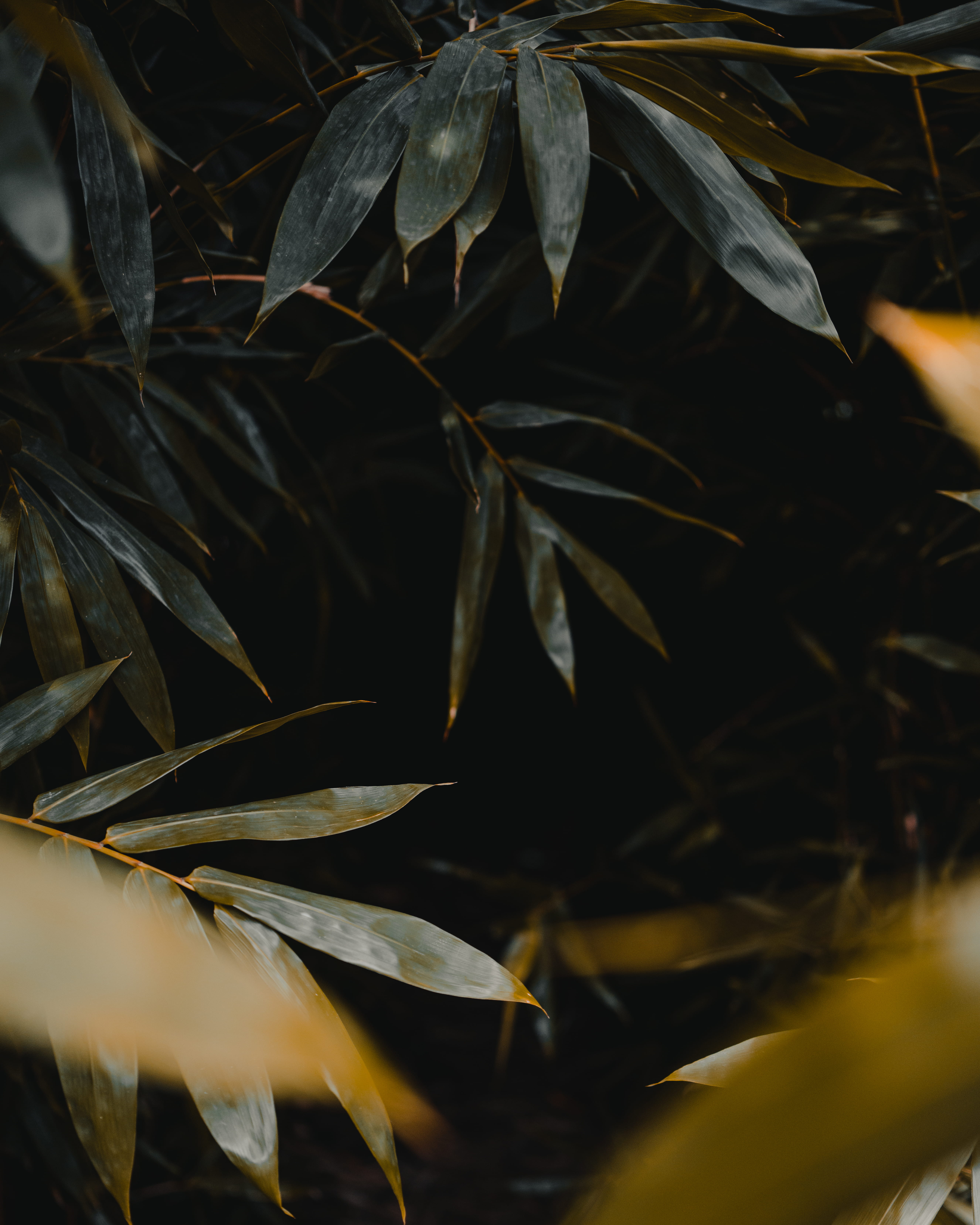 growth, shadows, 35, 35mm, focus on foreground, beauty in nature, no people, melbourne, plant, close-up, bambooleaves, day, leaf, selective focus, fragility, Phone HD Wallpaper