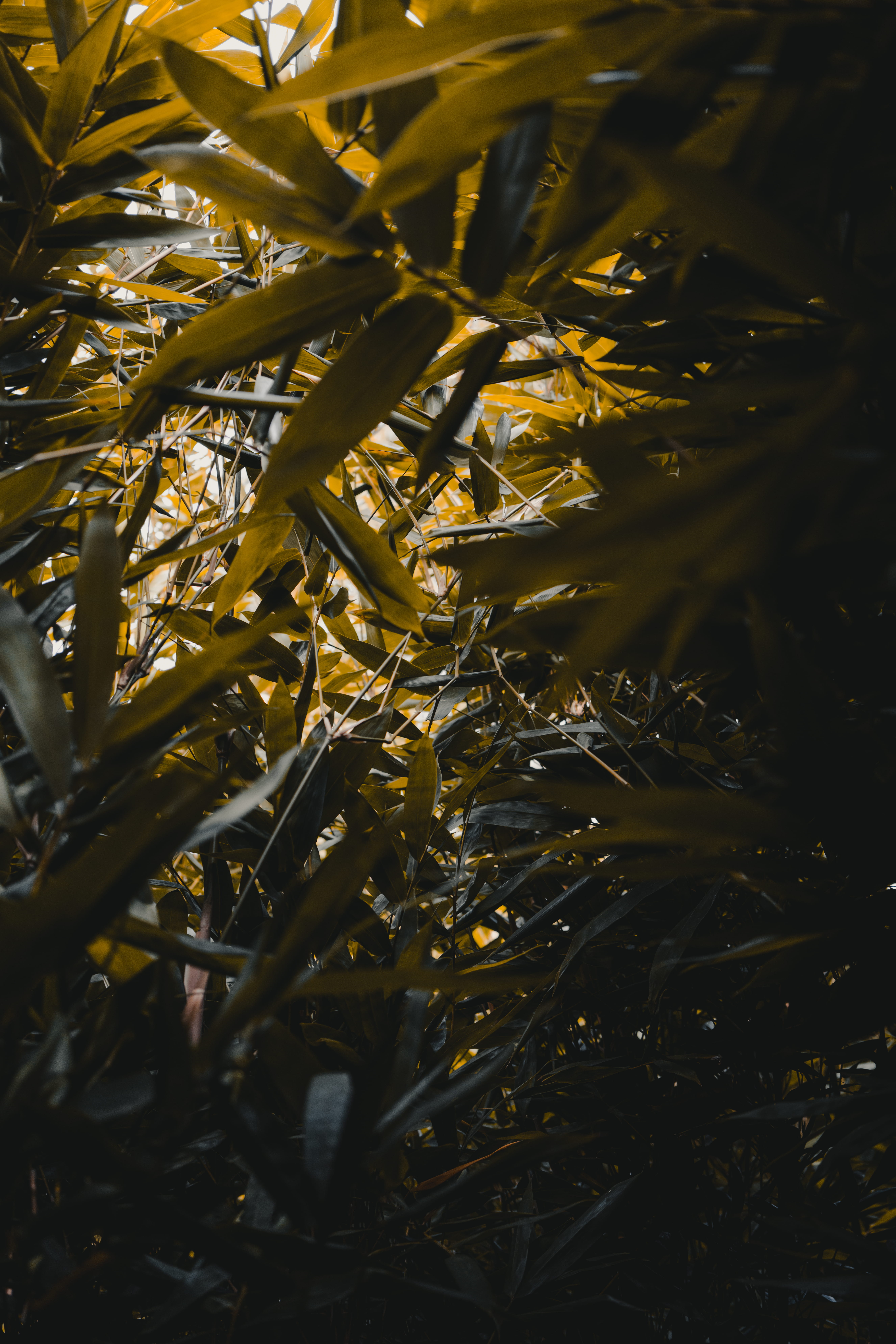 lighting, shadows, beauty in nature, close-up, sonya7rii, outdoors, no people, leaves, water, growth, mood, bamboo - plant, melbourne, a7rii, full frame, Phone HD Wallpaper