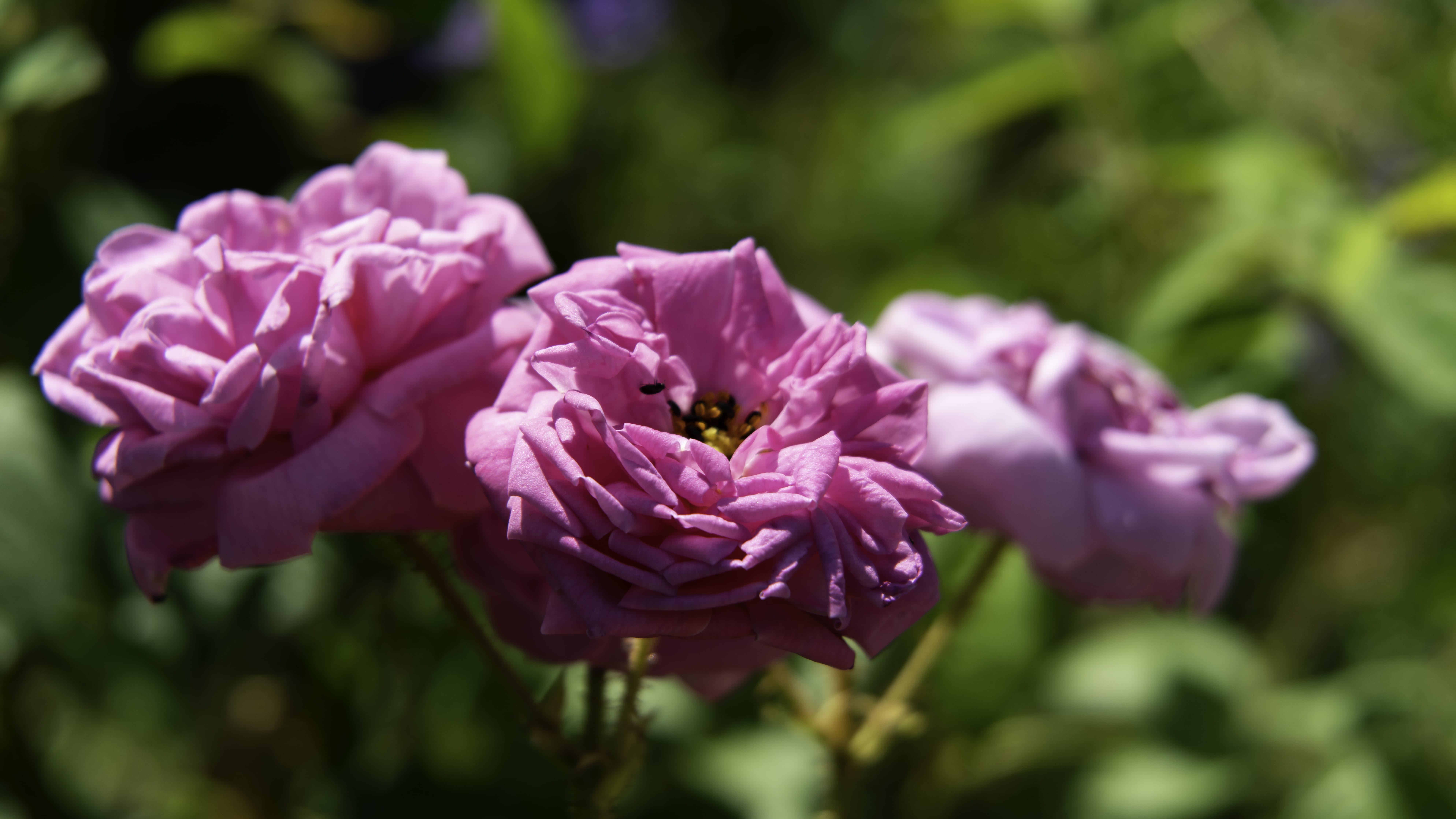 beauty in nature, growth, outdoors, close-up, pink color, nature, petal, inflorescence, bokeh, vulnerability, day, lilac, no people, a7rii, macro, petals, HD Wallpaper