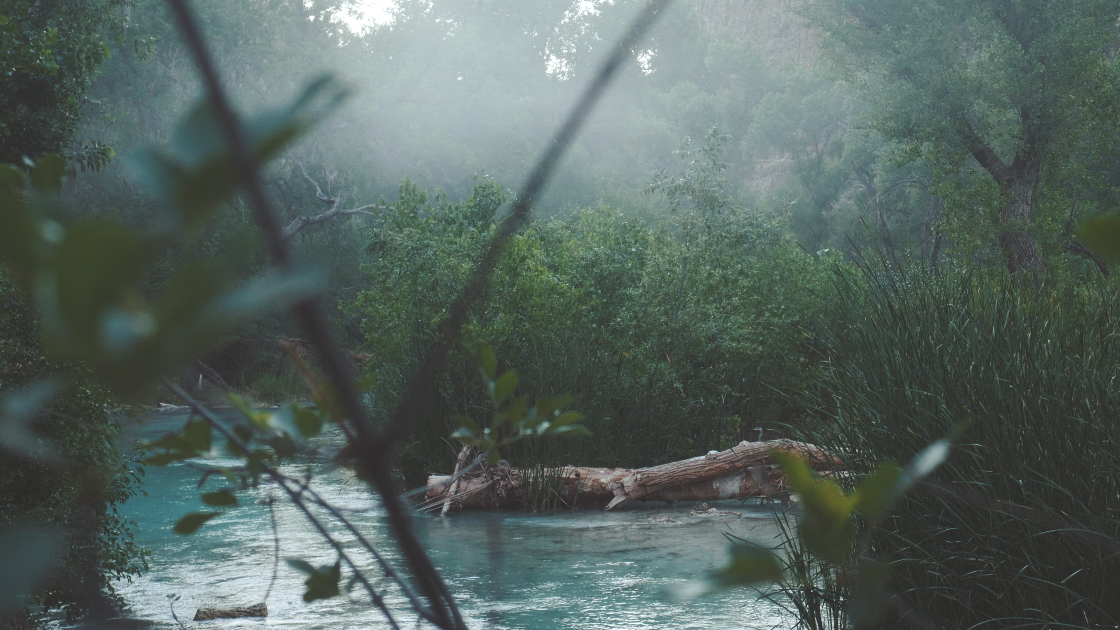 plant, turquoise, trees, 4K, havasu falls, smoke, tranquility, focus on background, day, river, lake, beauty in nature, tree, grand canyon, no people, HD Wallpaper