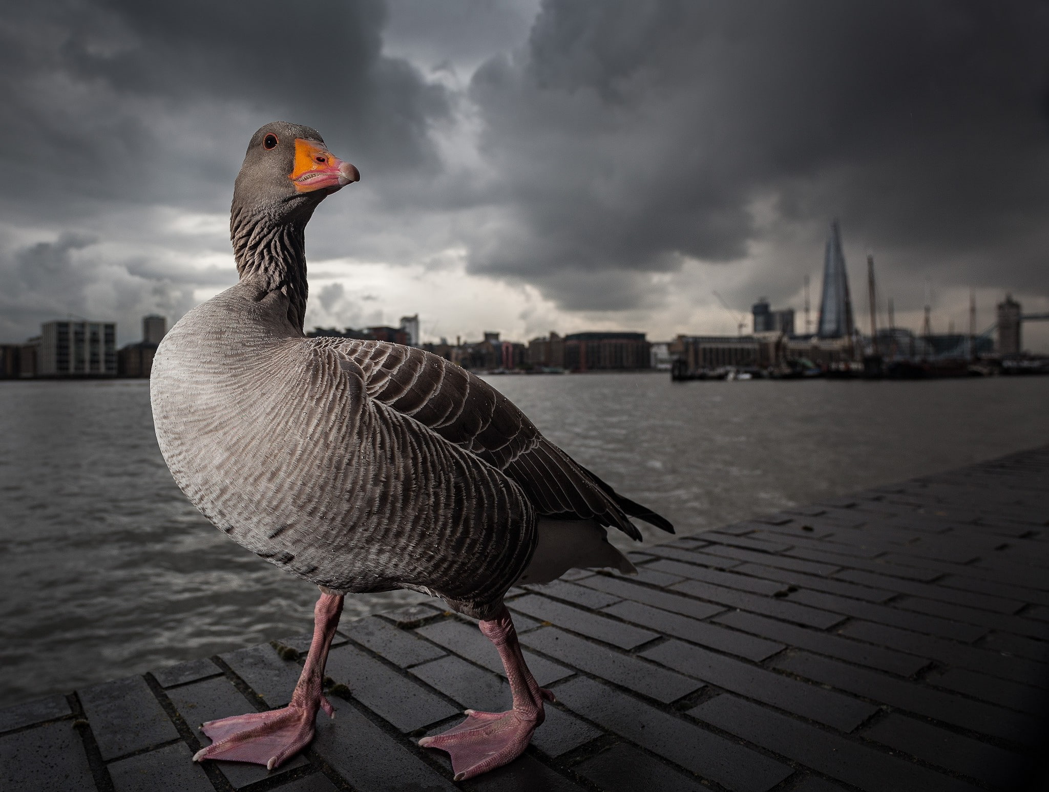no people, city, animal wildlife, perching, animal, seagull, pier, nature, sky, day, outdoors, water, animal themes, animals in the wild, one animal, 1080P, HD Wallpaper