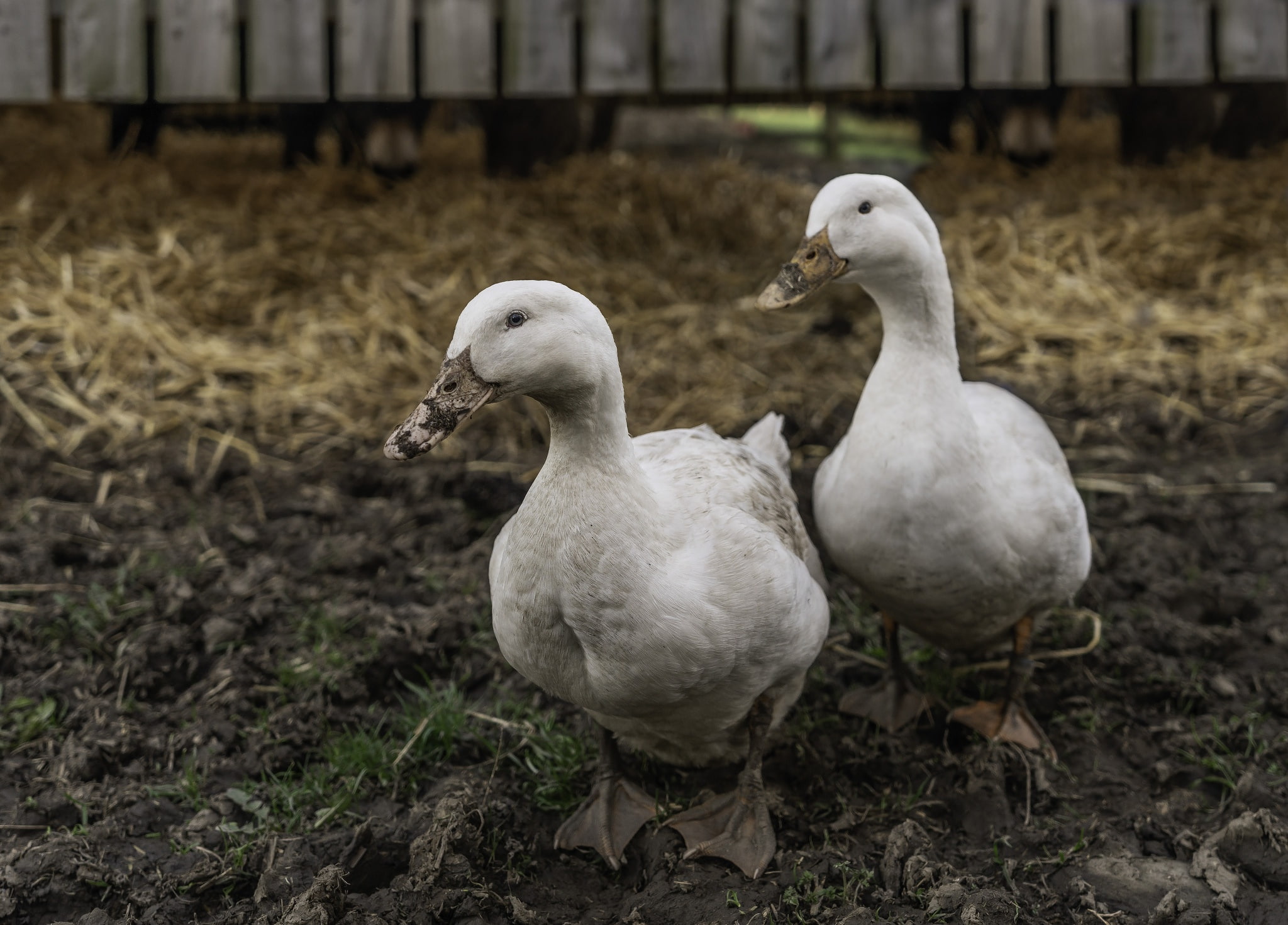animals in the wild, group of animals, animals, togetherness, goose, 1080P, two animals, animal wildlife, land, water bird, no people, vertebrate, poultry, HD Wallpaper