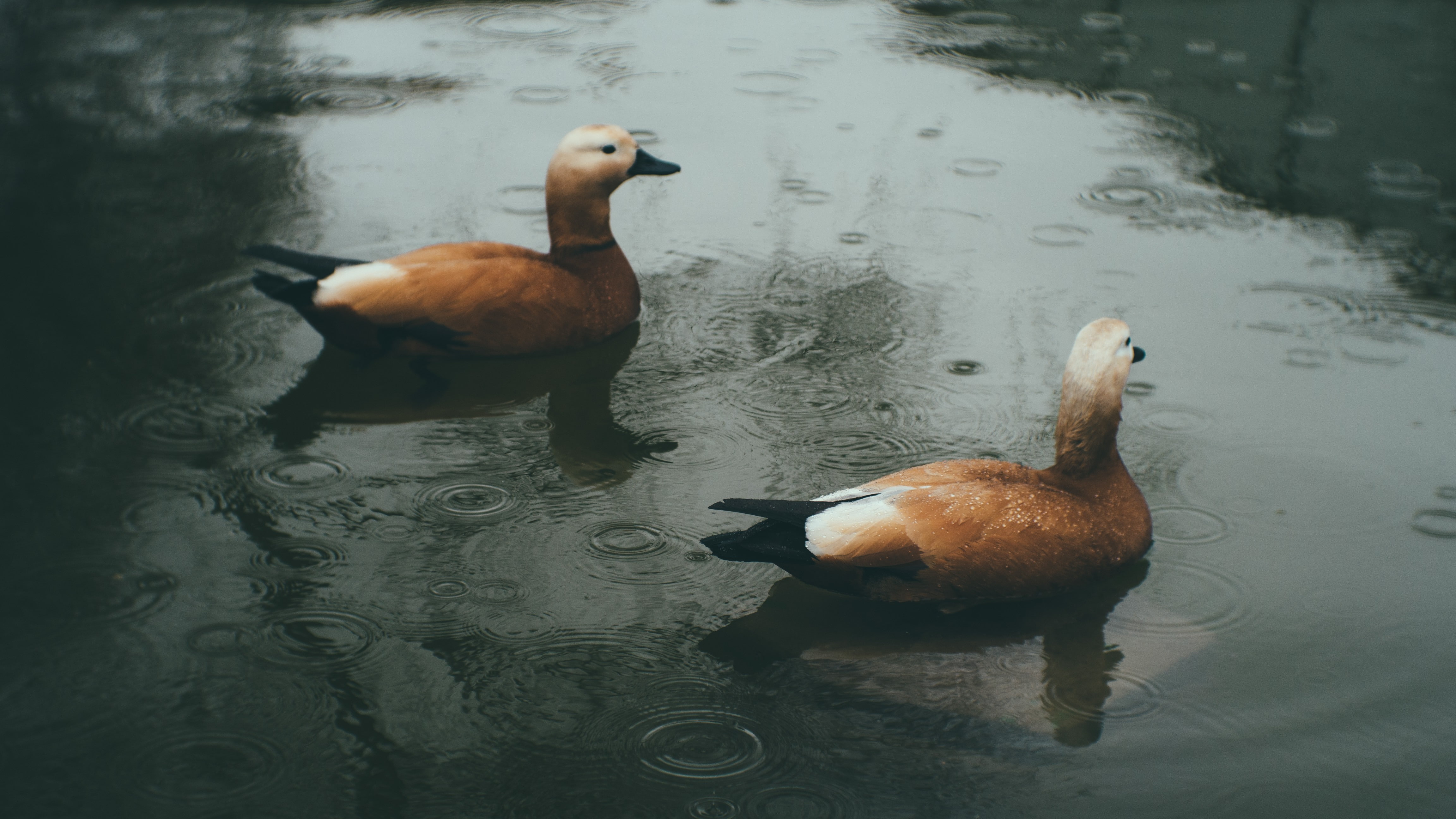 day, bird, animal, lake, animals in the wild, reflection, waterfront, no people, goose, cygnet, water drops, vertebrate, swimming, animal themes, two animals, HD Wallpaper