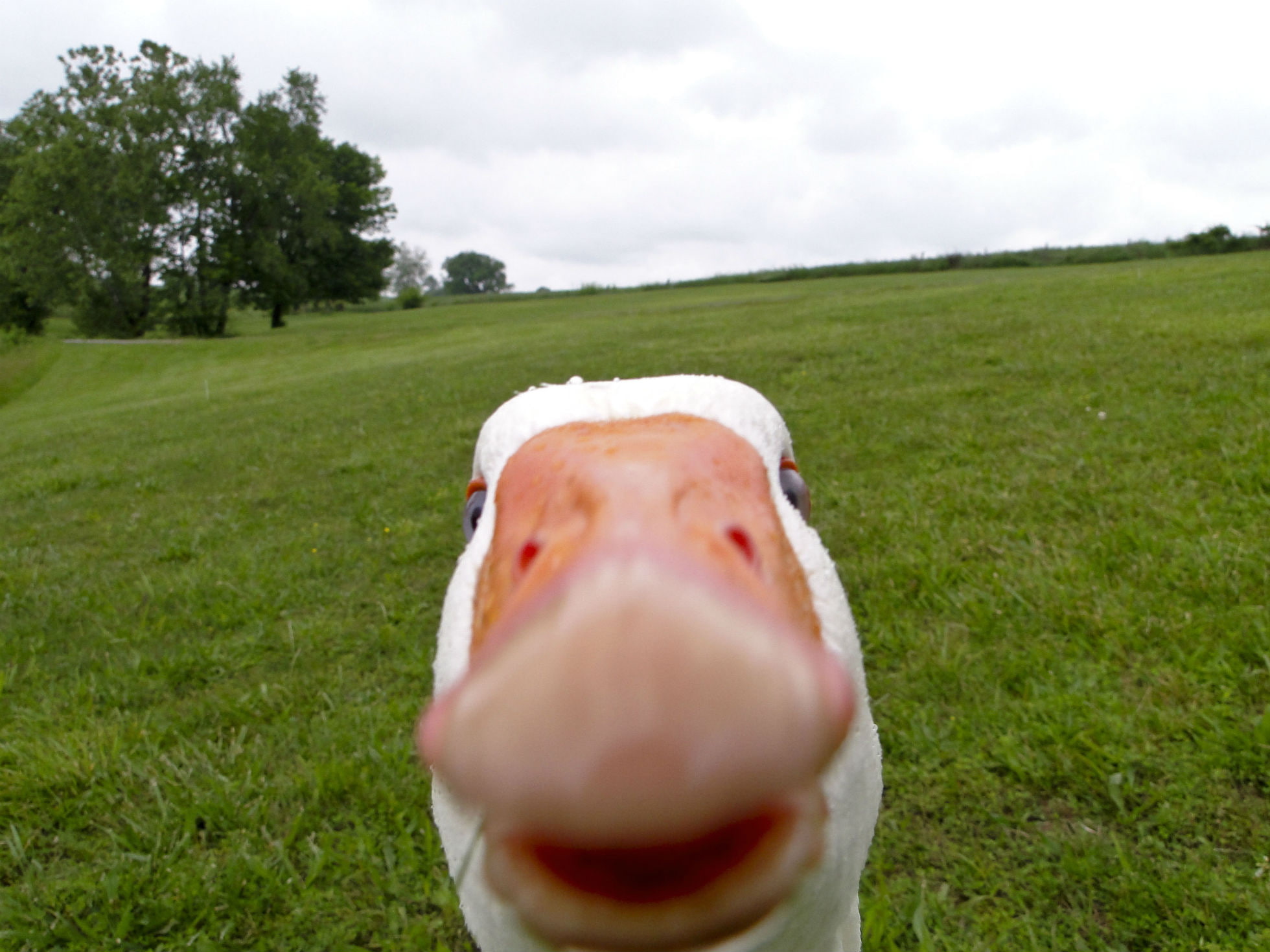 goose, duck, funny, 1080P, Geese, face, HD Wallpaper