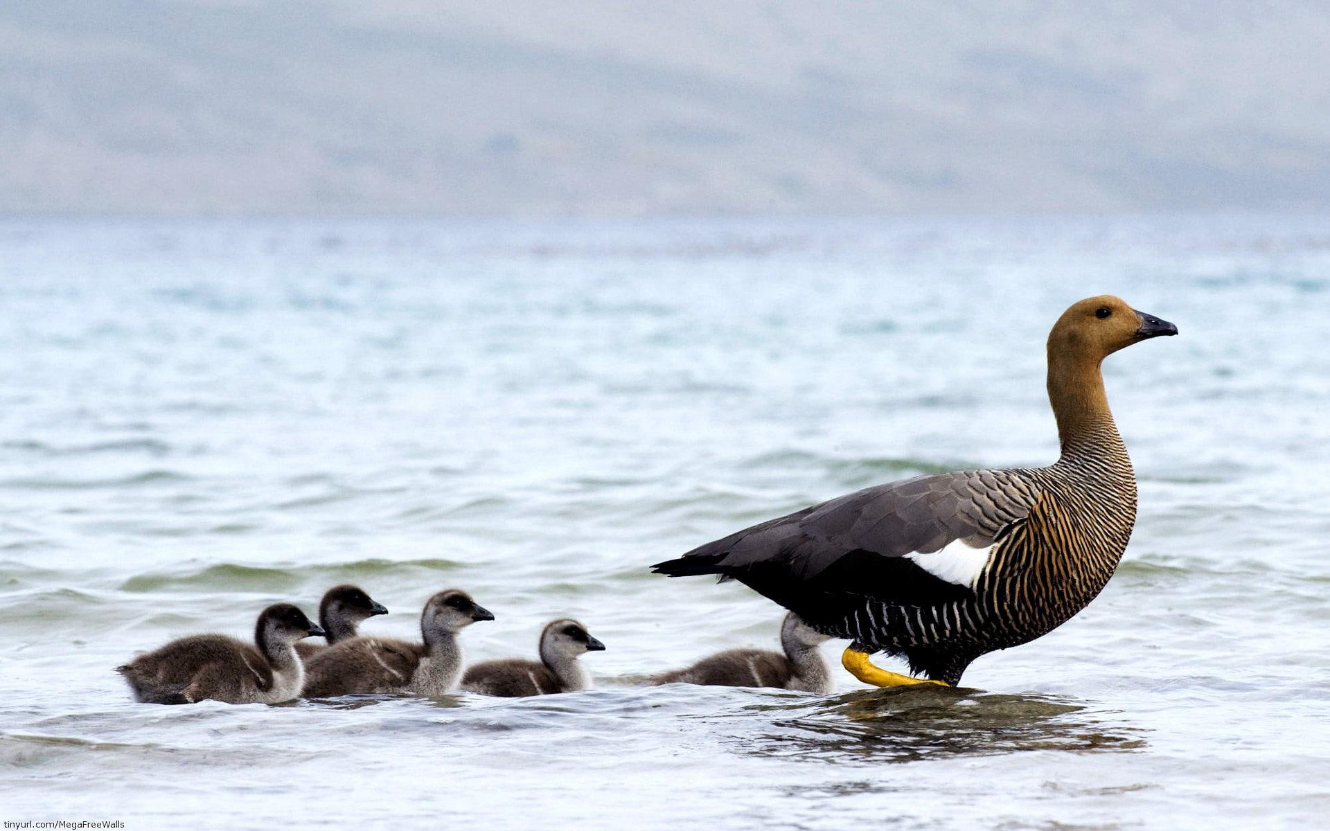 goose, water, animals, mother, babies, 1080P, HD Wallpaper