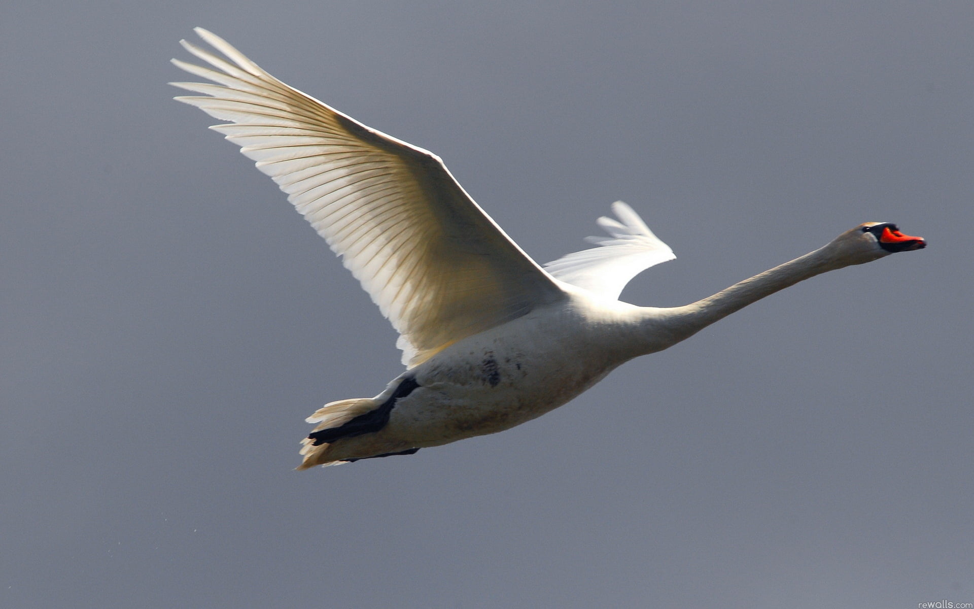 white, 1080P, swan, flying, white color, beak, full length, wildlife, seagull, blue, feather, animals In The Wild, animal themes, flock Of Birds, animal wildlife, HD Wallpaper