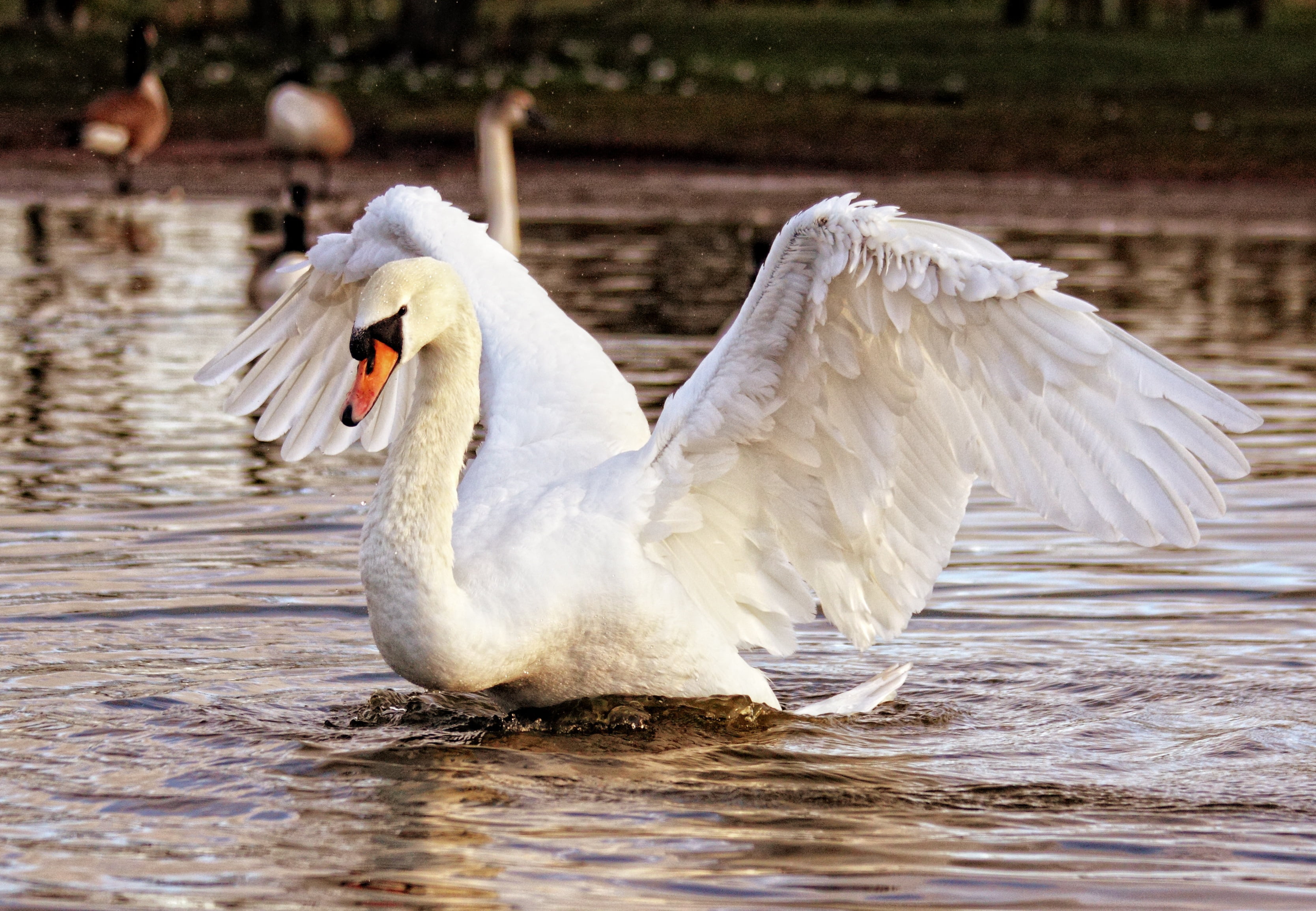 feather, animal, photography, beak, swan, water, animal Wing, 2K, lake, white color, vertebrate, water Bird, wildlife, day, reflection, river, pond, focus on foreground, HD Wallpaper
