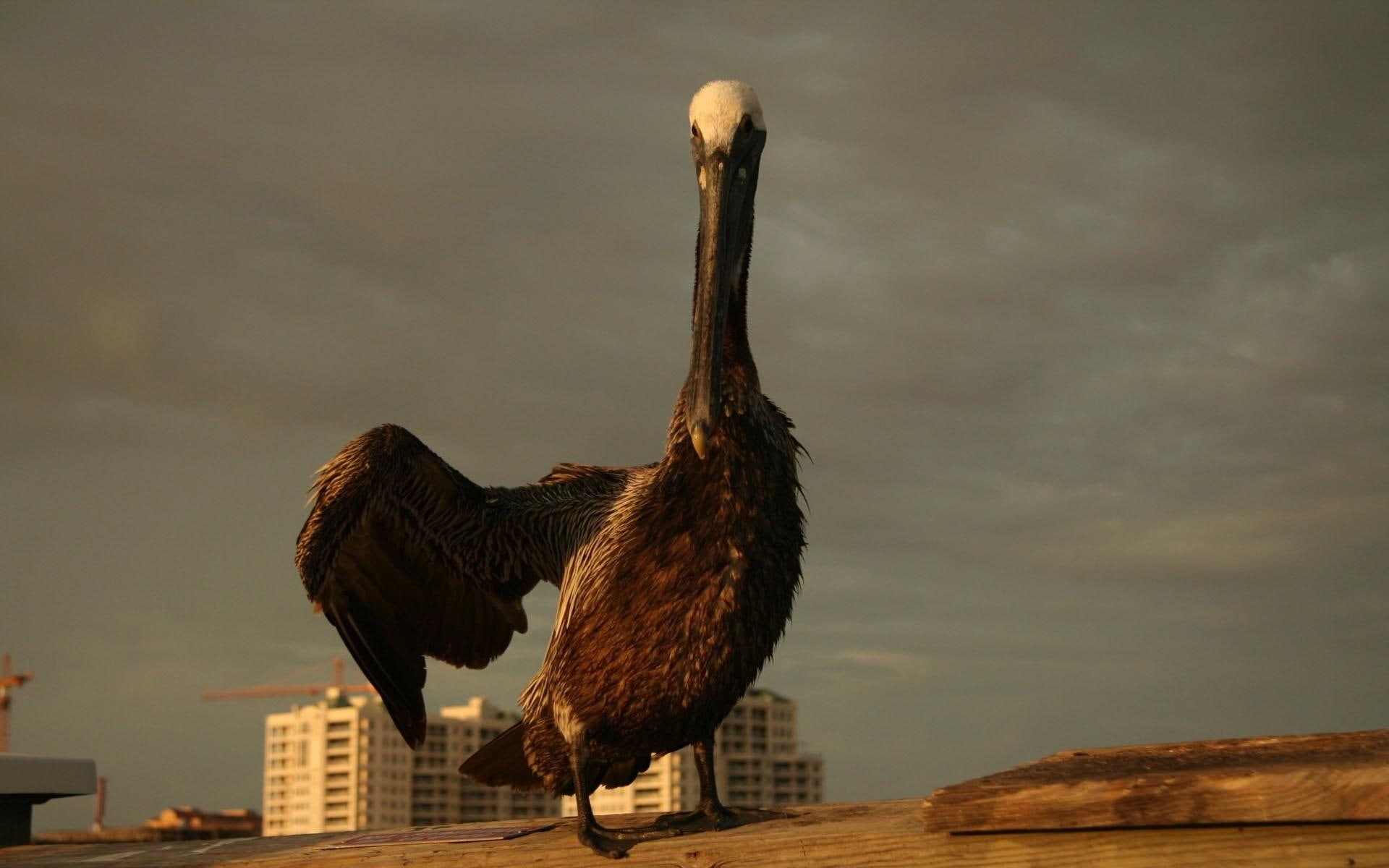goose, animals, bird, 1080P, animal, HD Wallpaper