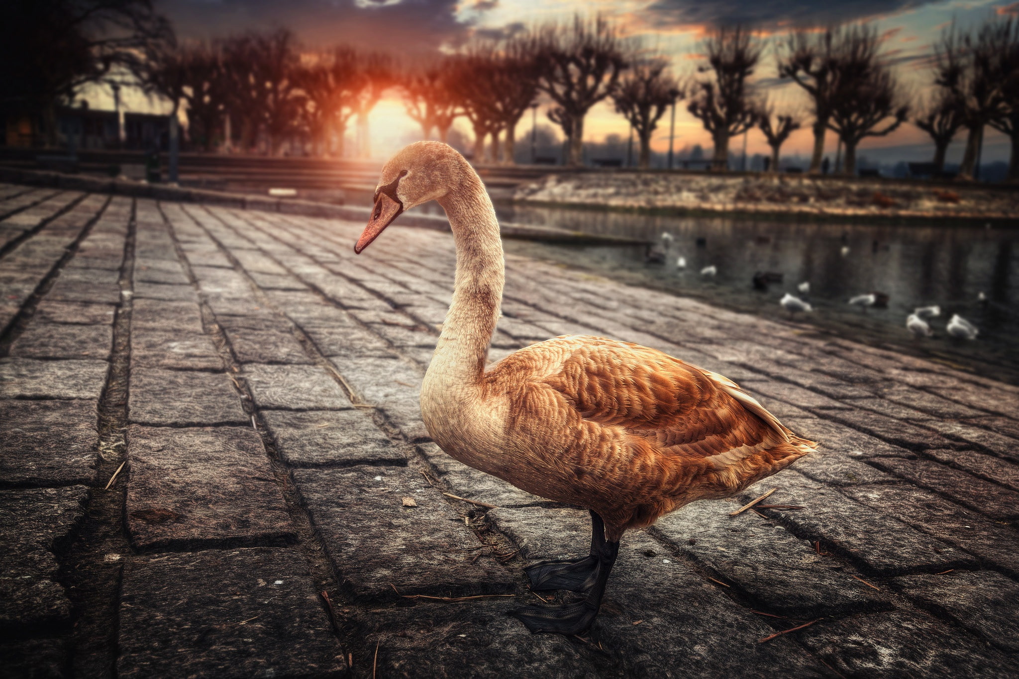 bird, one animal, orange color, animal neck, swan, vertebrate, animal themes, animals, animal wildlife, sunlight, 1080P, focus on foreground, animals in the wild, HD Wallpaper