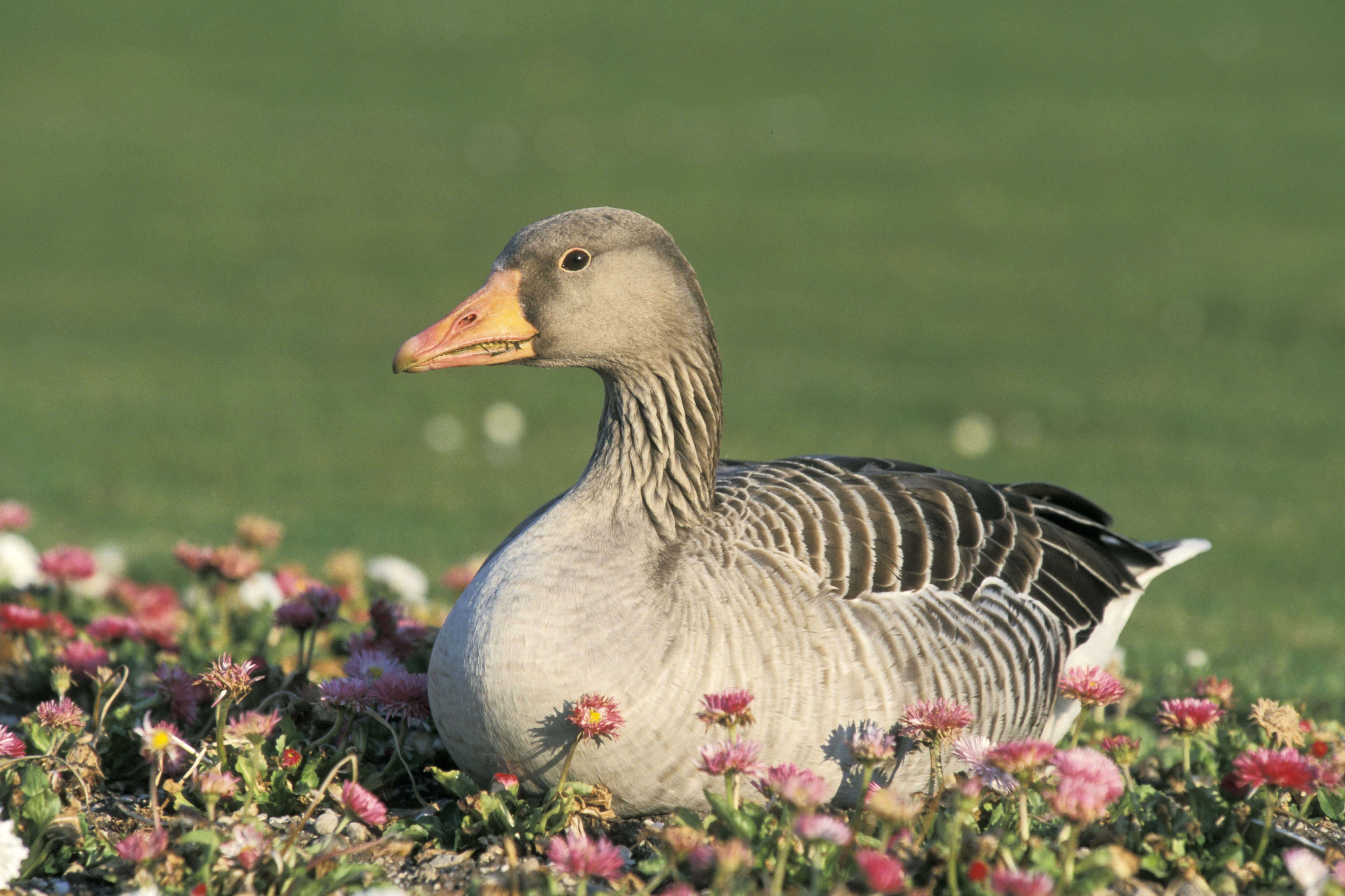 land, flowers, no People, brown, pond, close-up, beauty In Nature, goose, outdoors, plant, green Color, feather, gosling, farm, lake, greylag goose, beak, HD Wallpaper