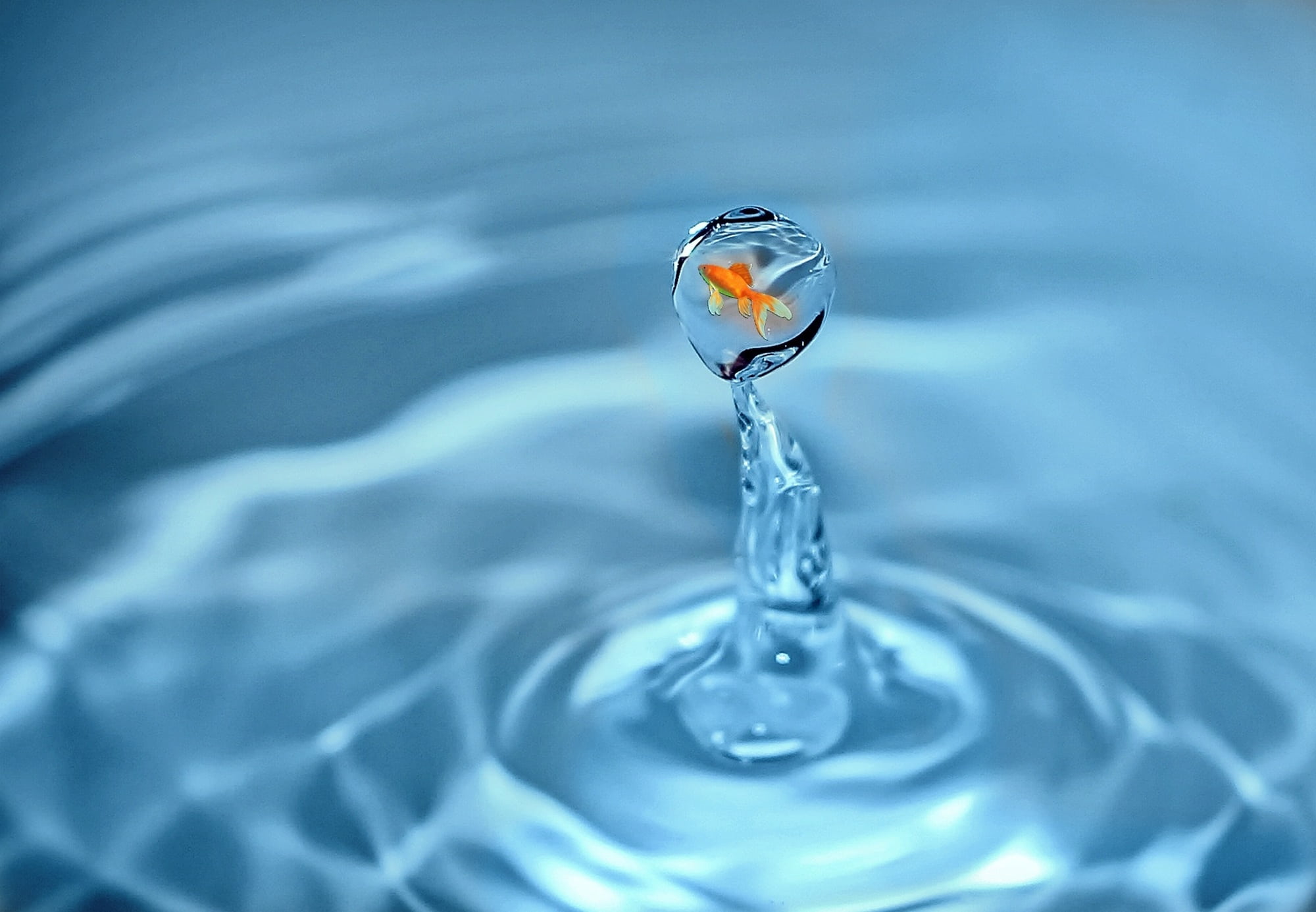 motion, refreshment, splashing, water, studio shot, rippled, blue background, 1080P, reflection, orange, swim, drip, blue, concentric, water splashes, HD Wallpaper