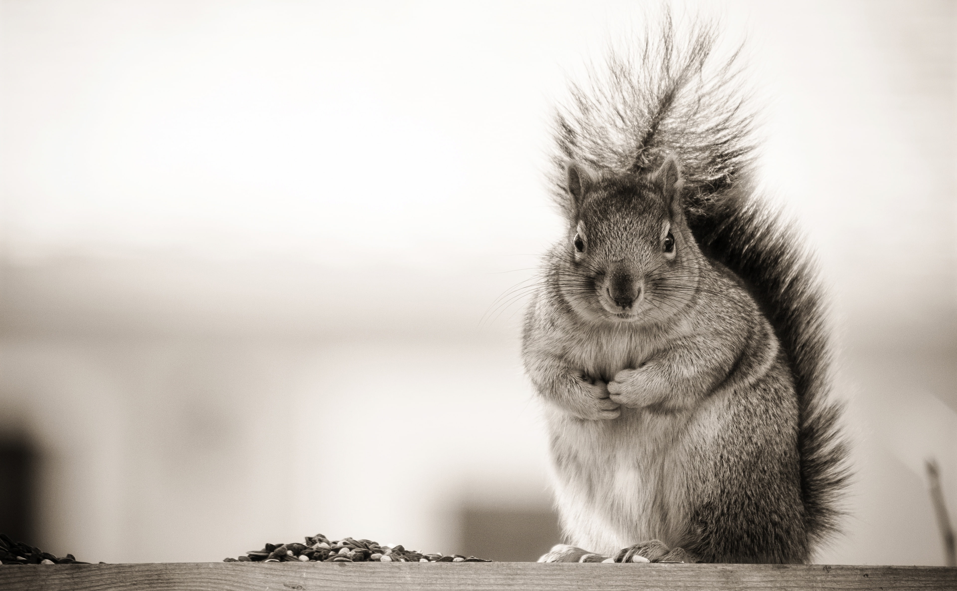 outdoors, vertebrate, Montana, nature, mammal, animals in the wild, hair, focus on foreground, one animal, 4K, sitting, Squirrel, monovember, creativecommons, HD Wallpaper