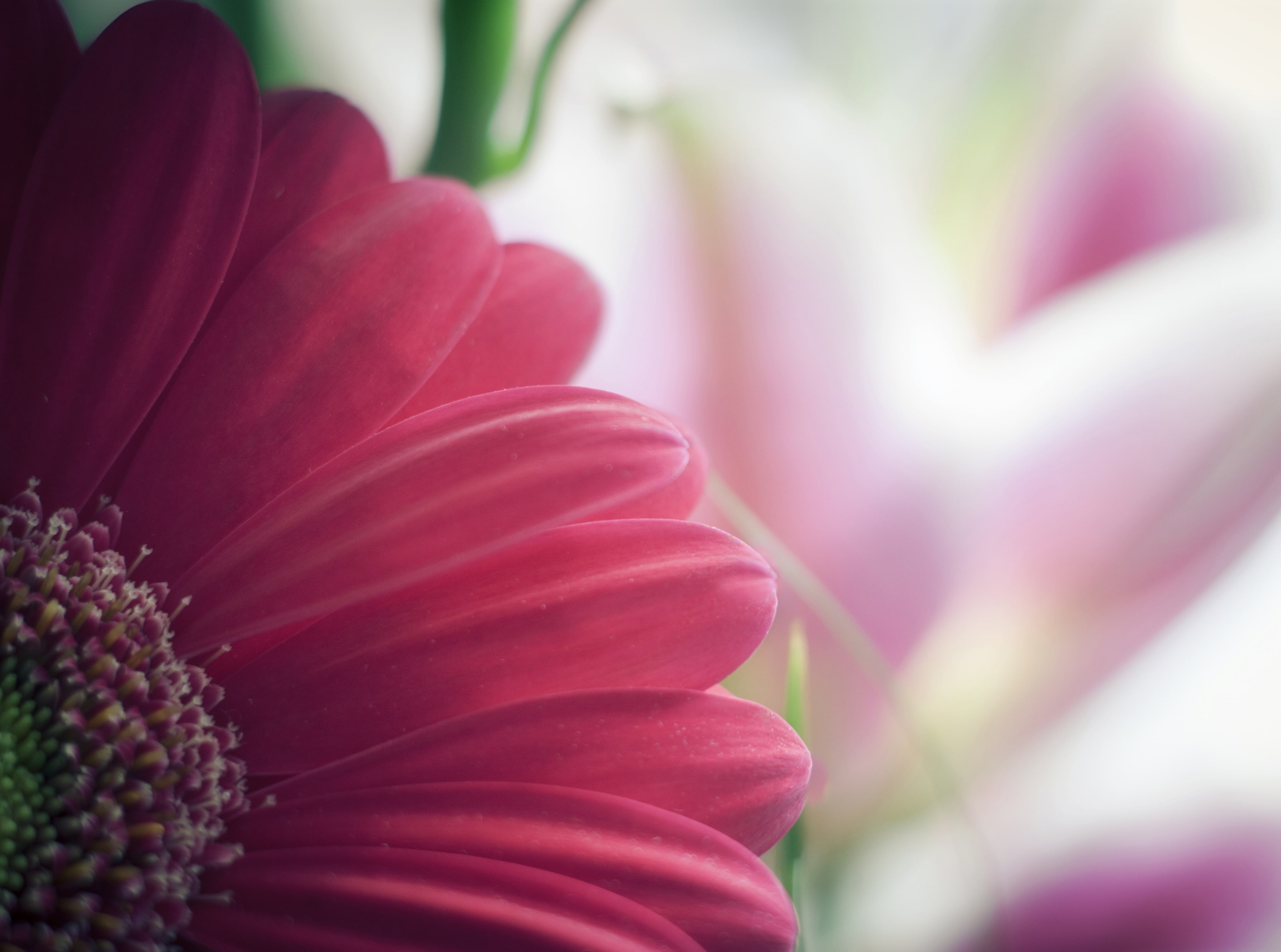 Flowers, Gerbera, Flower, creativecommons, pink, Nature, 4K, Macro, HD Wallpaper