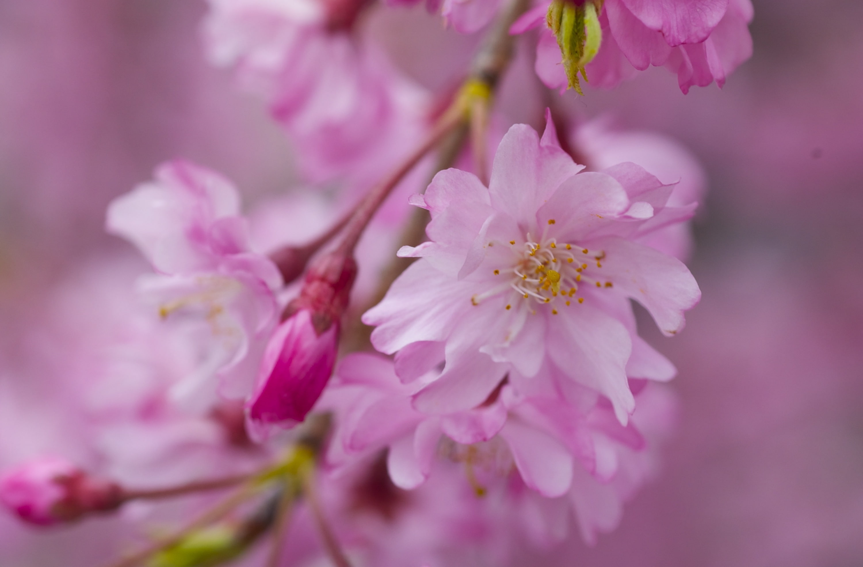 dark, no people, blossom, petal, cherry tree, fleeting, Spring, Macro, flower arrangement, nature, Light, freshness, flowering plant, outdoors, close-up, HD Wallpaper