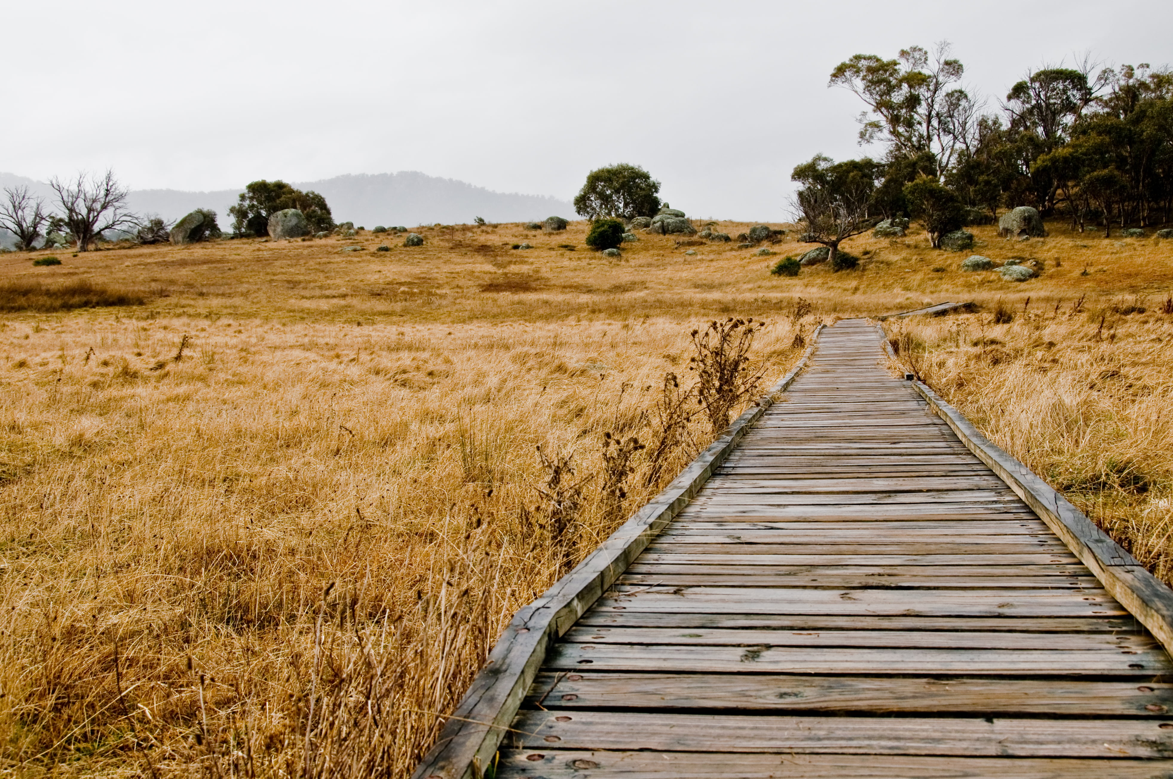 lightroom, f/8.0, beautiful, australia, oz, wood - Material, Winter, wooden, walkway, canberra, f/3.5, creativecommons, gumtree, nature, tree, fields, Yankee, HD Wallpaper