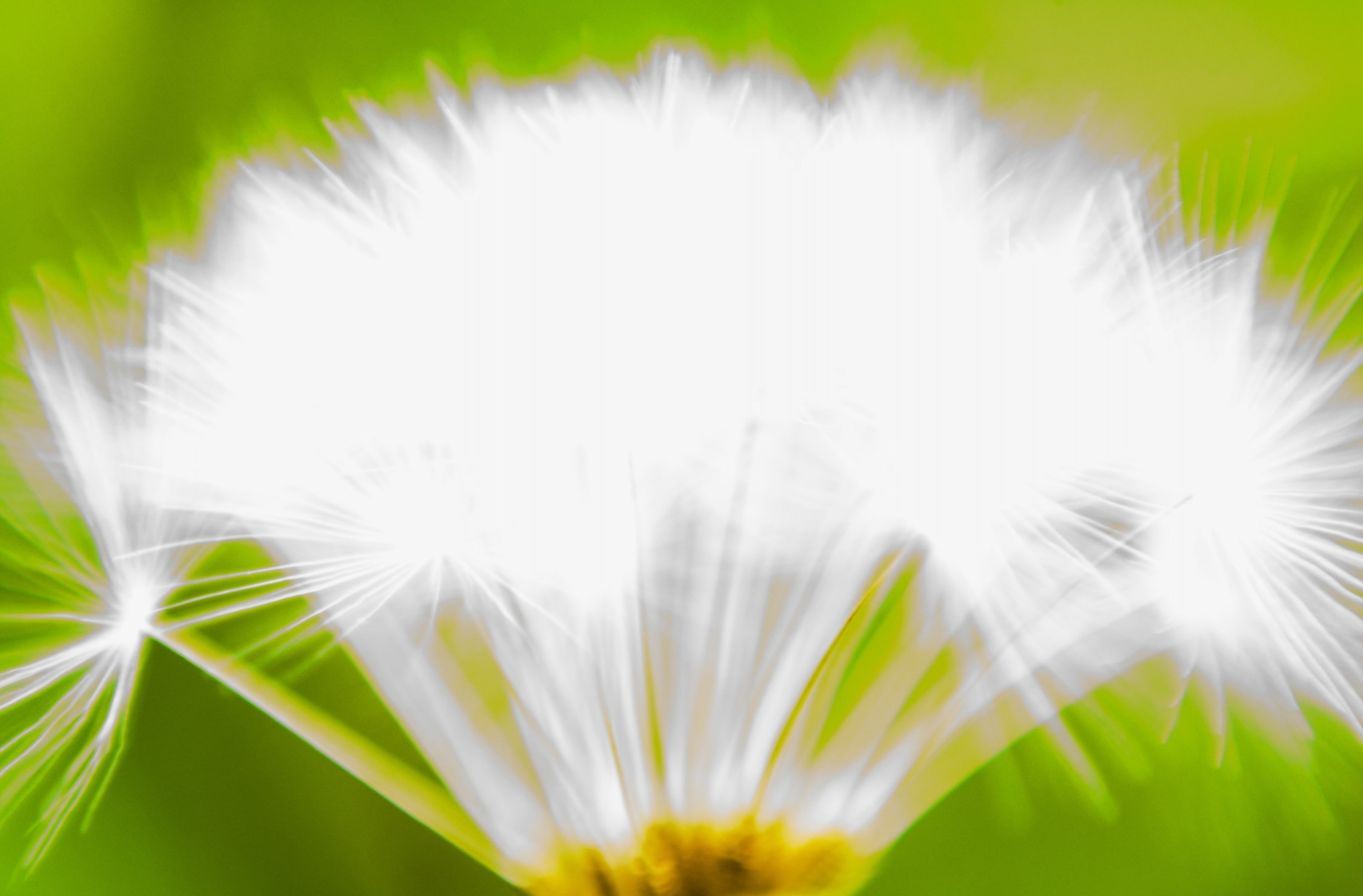 flower head, close-up, pleasetag, 2K, outdoors, vulnerability, beauty in nature, freshness, white, nature, no people, flowering plant, growth, creativecommons, HD Wallpaper