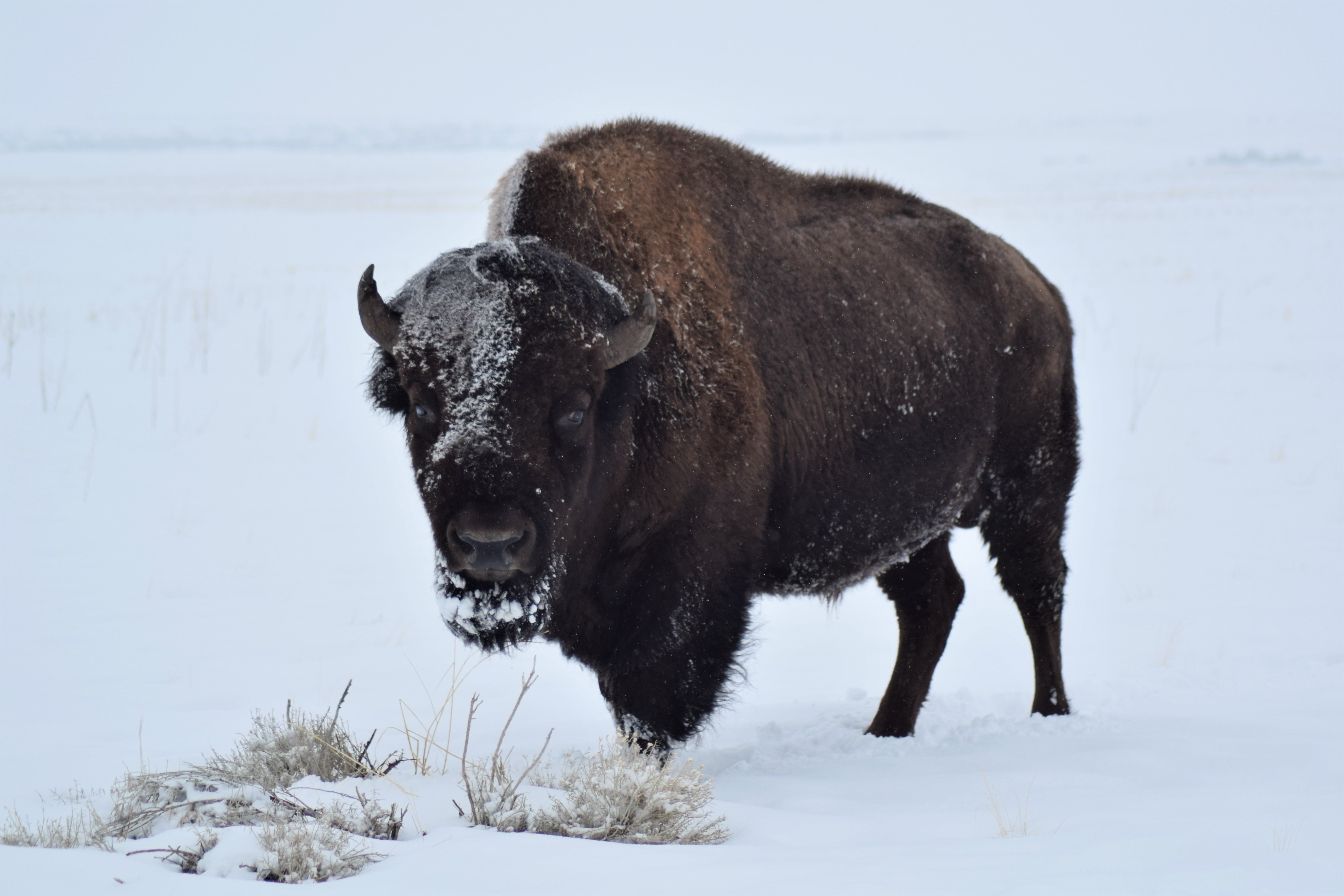 one animal, herbivorous, animal themes, bull, western, bison, winter, outdoors, mammal, animal wildlife, standing, buffalo, ice, cow, nature, cold temperature, HD Wallpaper