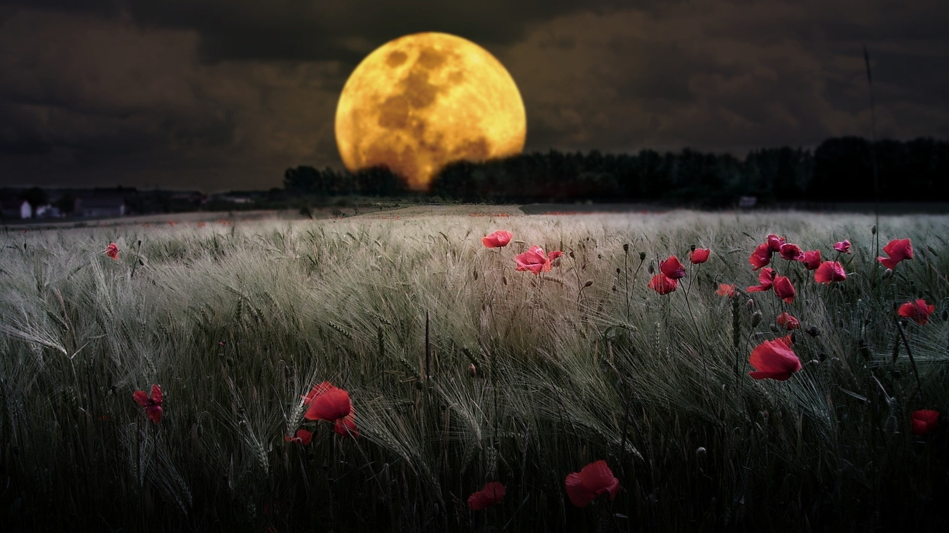 1080P, the moon, nature, yaki, field, flowers, HD Wallpaper
