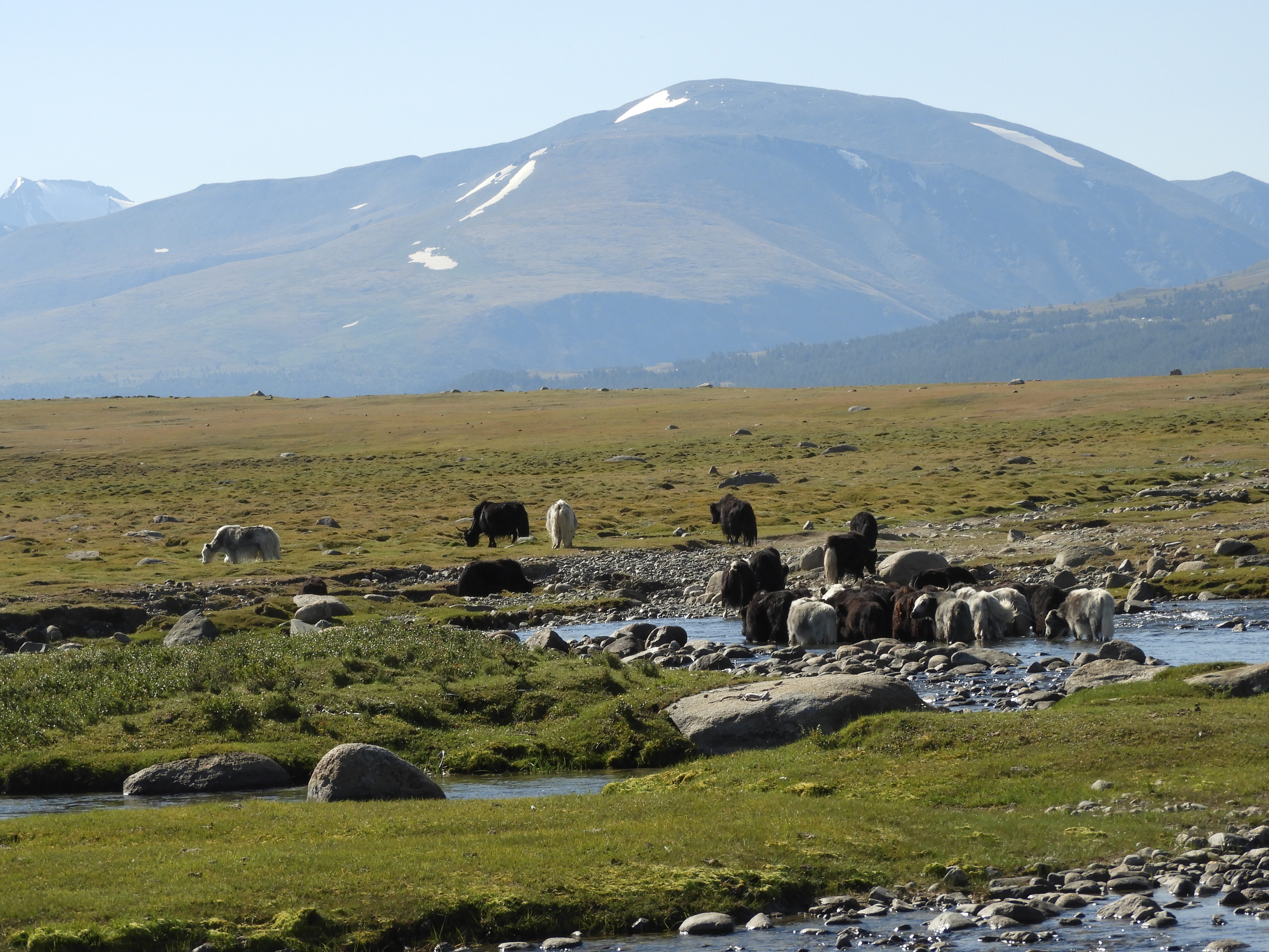 mountain, mongolia, livestock, cattle, large group of animals, landscape, mountains, sky, herbivorous, heat, 4K, nature, watering place, domestic animals, HD Wallpaper