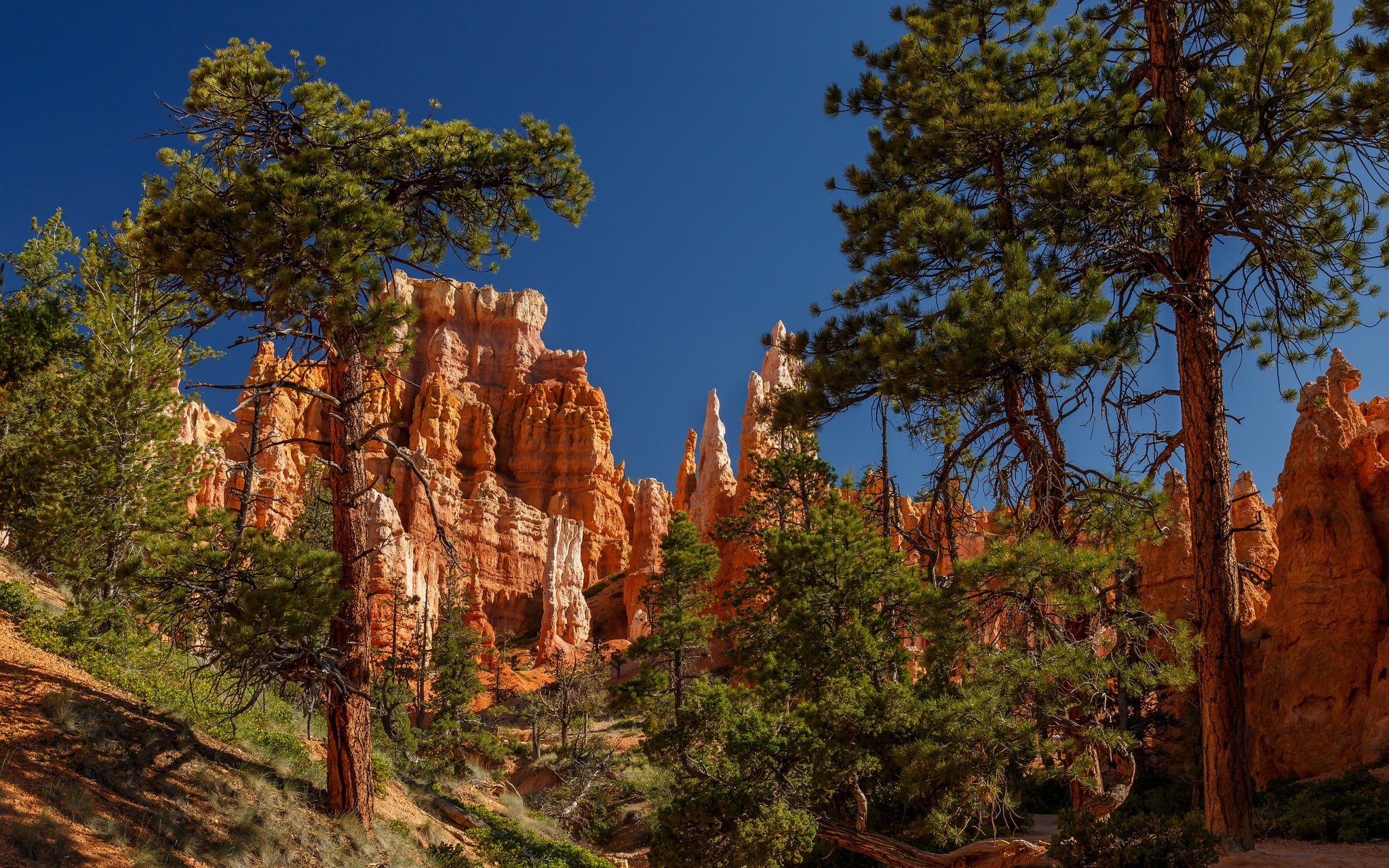 1080P, Nature, Utah, Bryce Canyon National Park, Rock, National Park, Tree, HD Wallpaper
