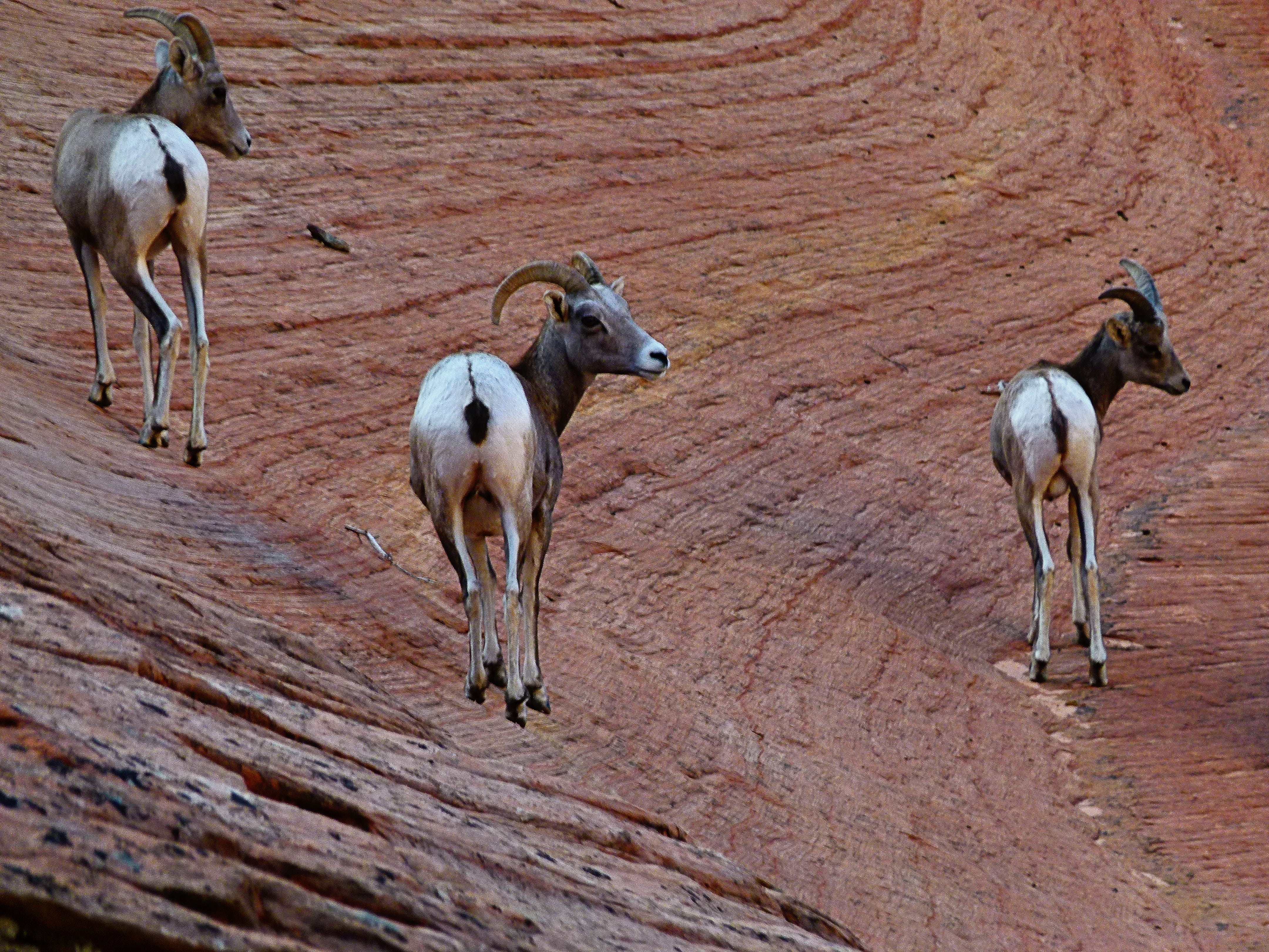 standing, 4K, day, desert, utah, land, livestock, brown, nature, animal, mountain sheep, animal themes, usa, pets, zion national park, landscape, domestic, HD Wallpaper