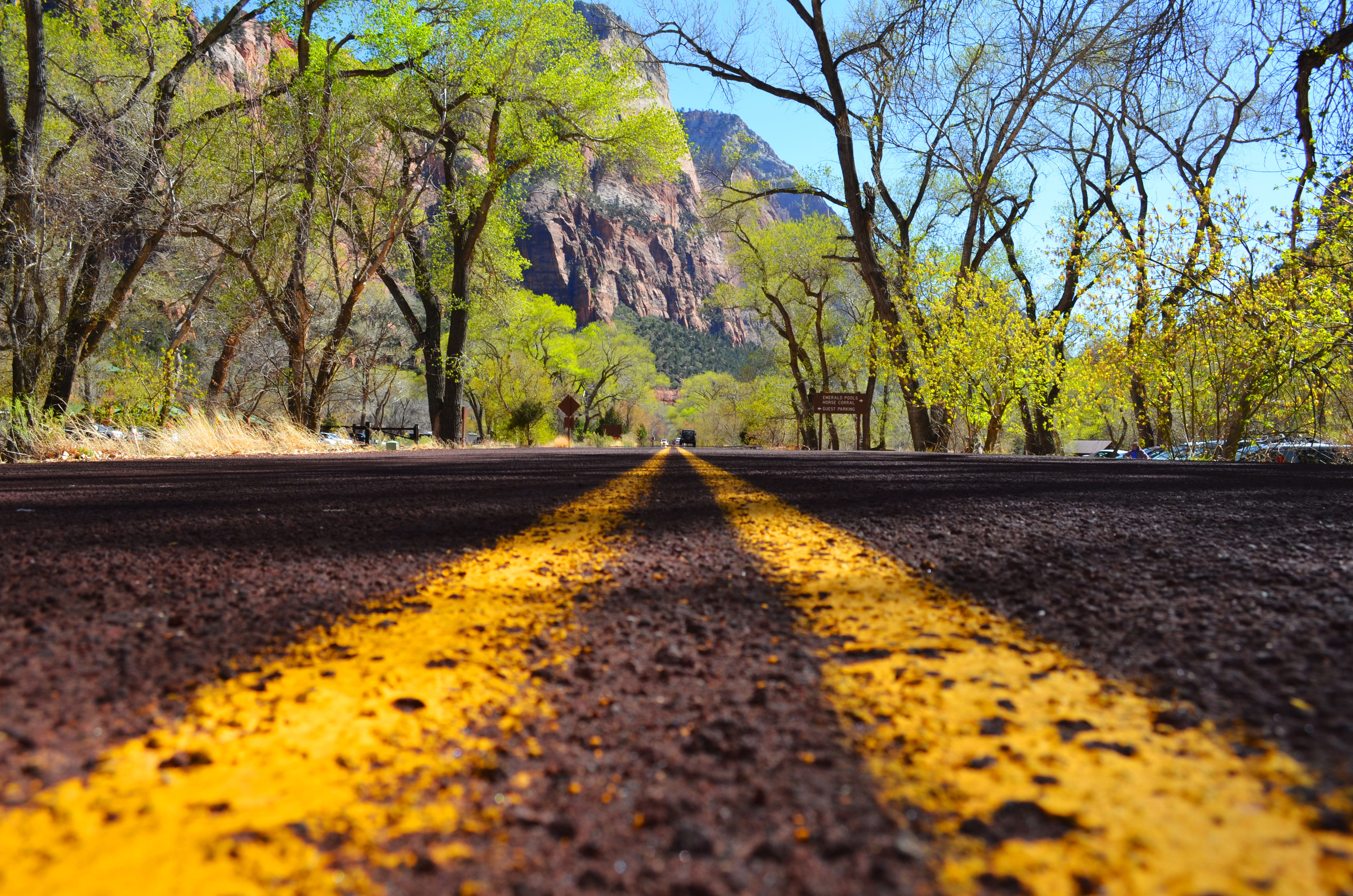 beauty in nature, trees, nature, road, 4K, transportation, hurricane, direction, tree, united states, sky, change, the way forward, double yellow line, HD Wallpaper
