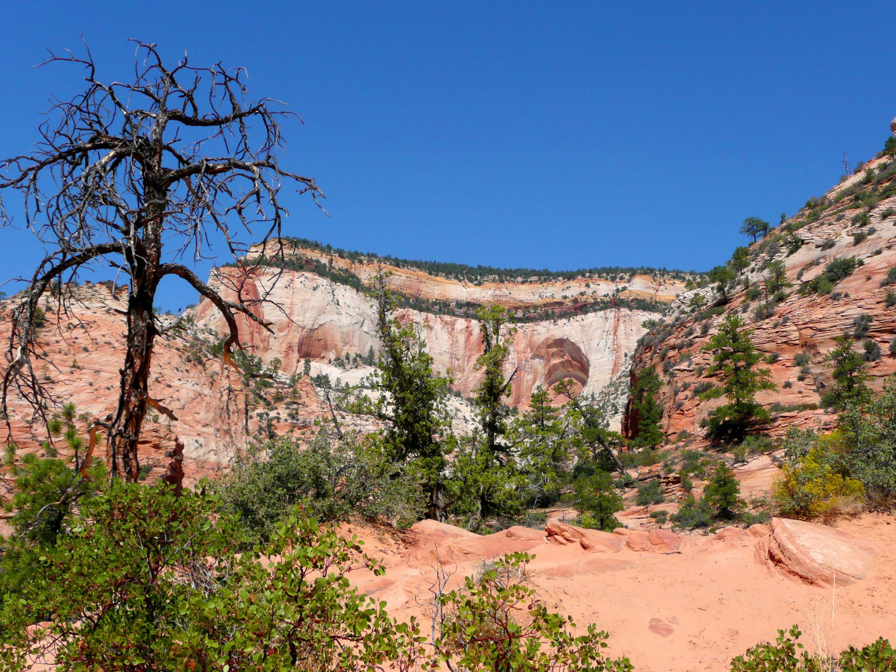 national, public domain, rock - Object, tourism, plant, travel destinations, tree, beauty in nature, history, zion, scenics, park, travel, outdoors, day, HD Wallpaper
