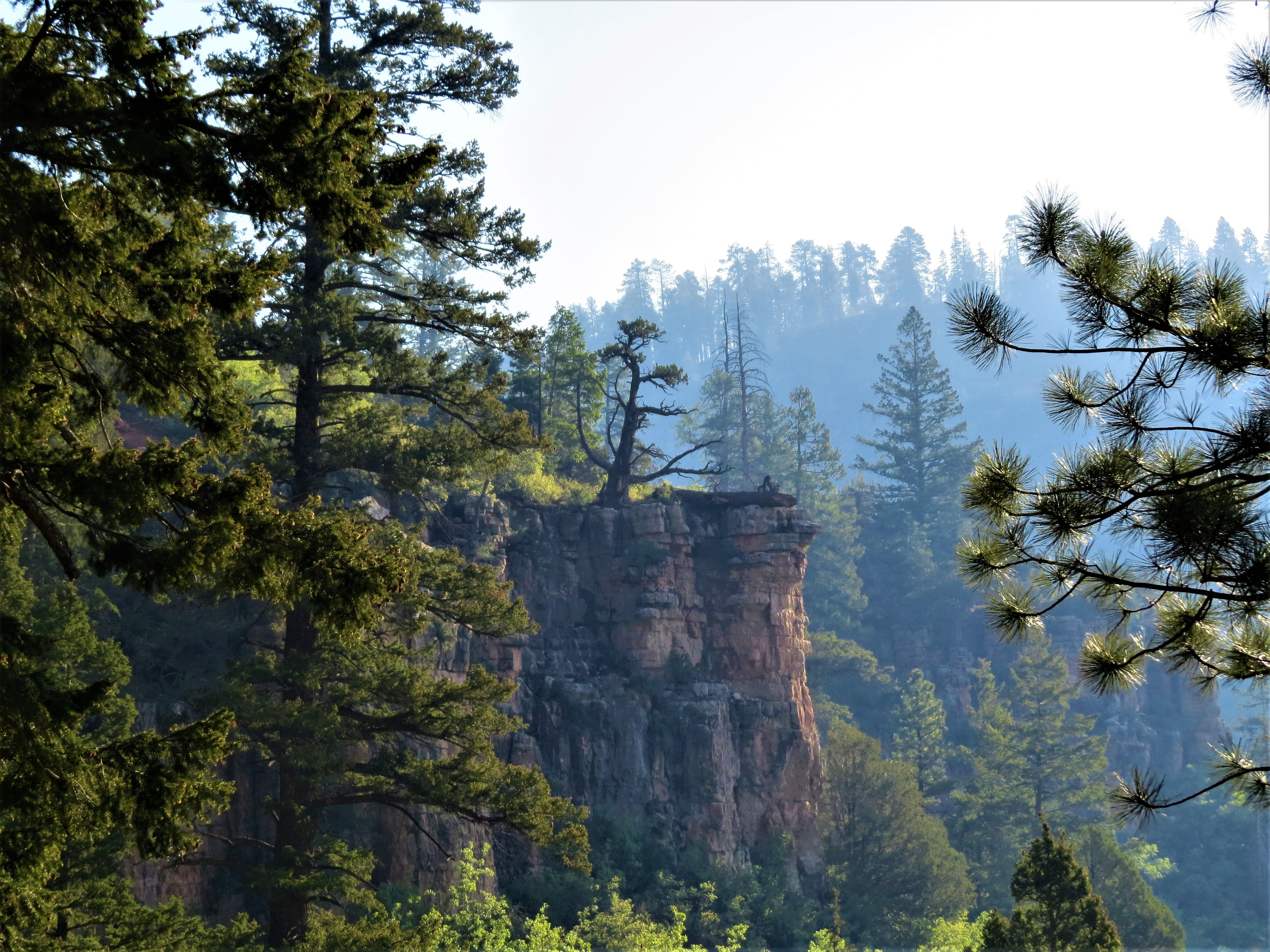tranquility, 4K, mountain, beauty in nature, land, plant, tranquil scene, sky, scenics - nature, no people, forest, low angle view, north rim grand canyon, HD Wallpaper