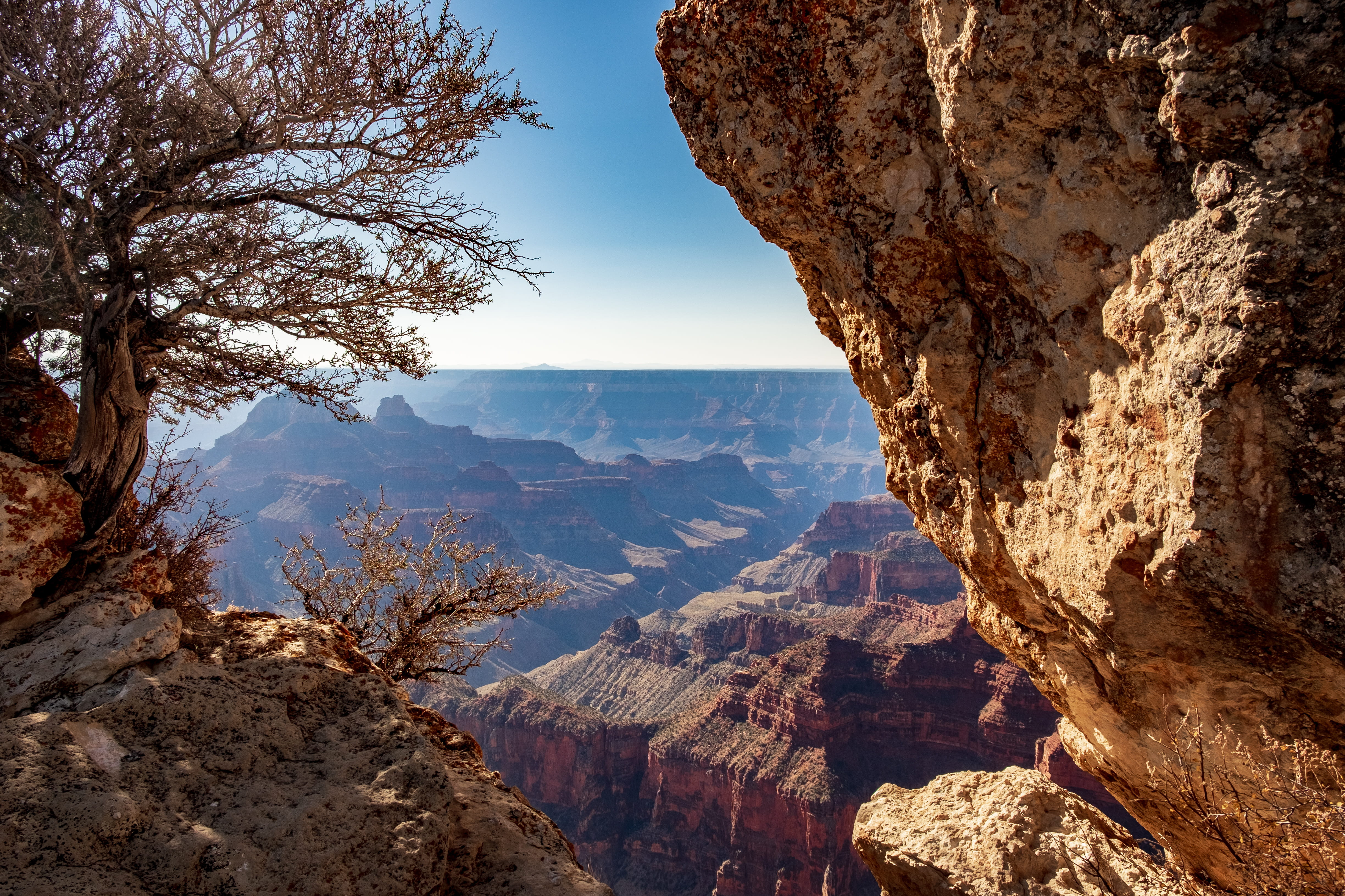 tree, desert, physical geography, beauty in nature, canyon, rock formation, mountain, mesa, grand canyon national park, mountains, environment, tranquil scene, HD Wallpaper
