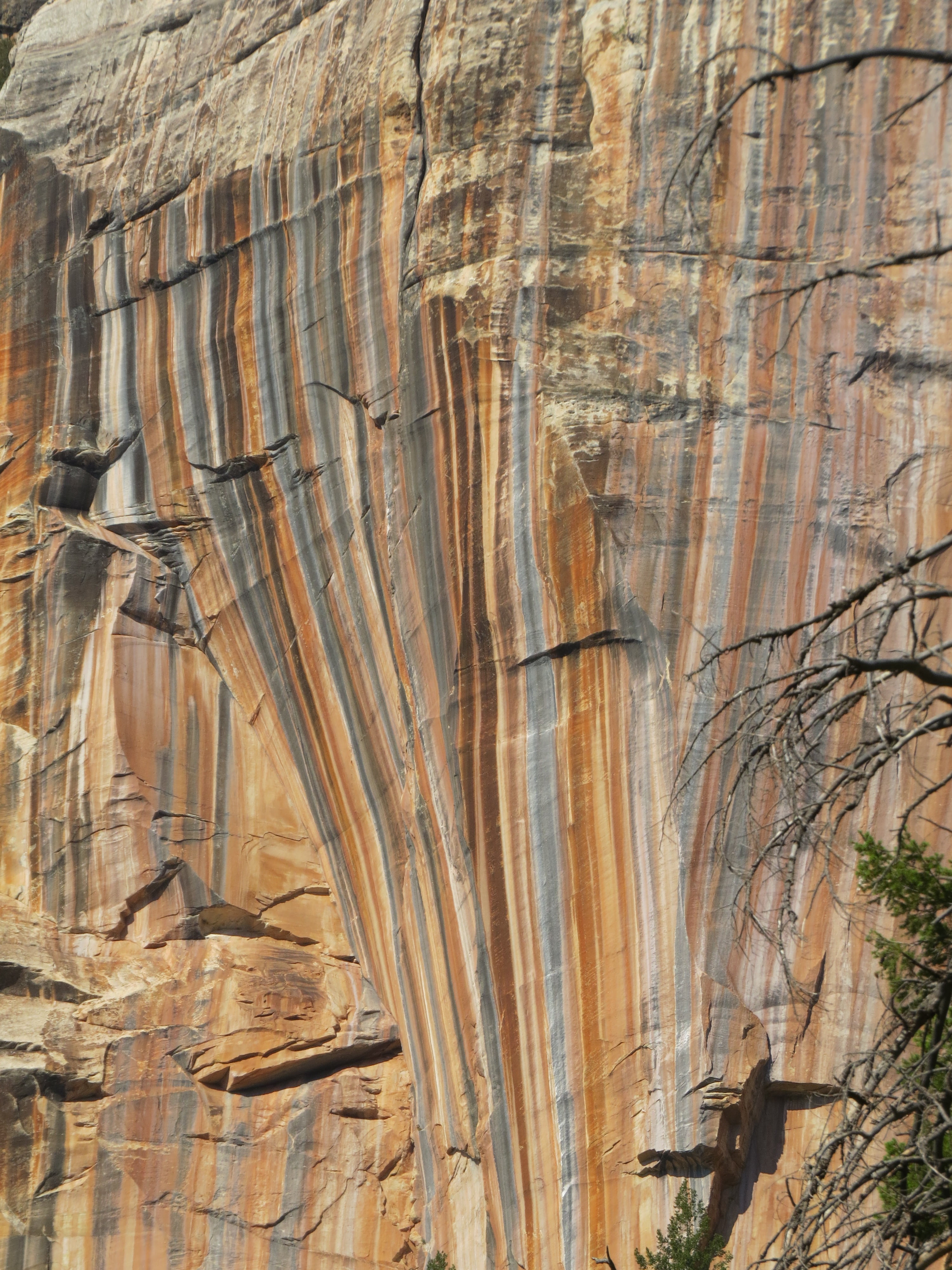 plant, day, eroded, rock formation, textured, land, north rim, 4K, natural pattern, colorful rock face, colorful, rock - object, full frame, tree, nature, Phone HD Wallpaper