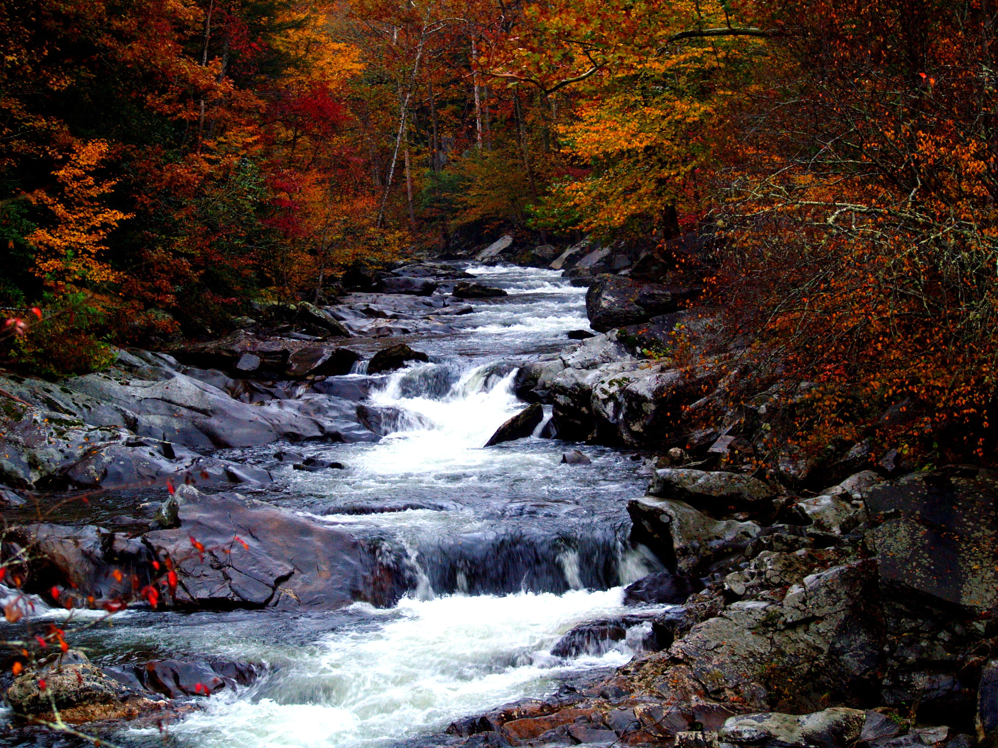 trees, environment, rocks, brook, overlook, flowing, waterfall, fall, rapids, 2K, yellow, national, running water, tier, wilderness, angle, photography, HD Wallpaper