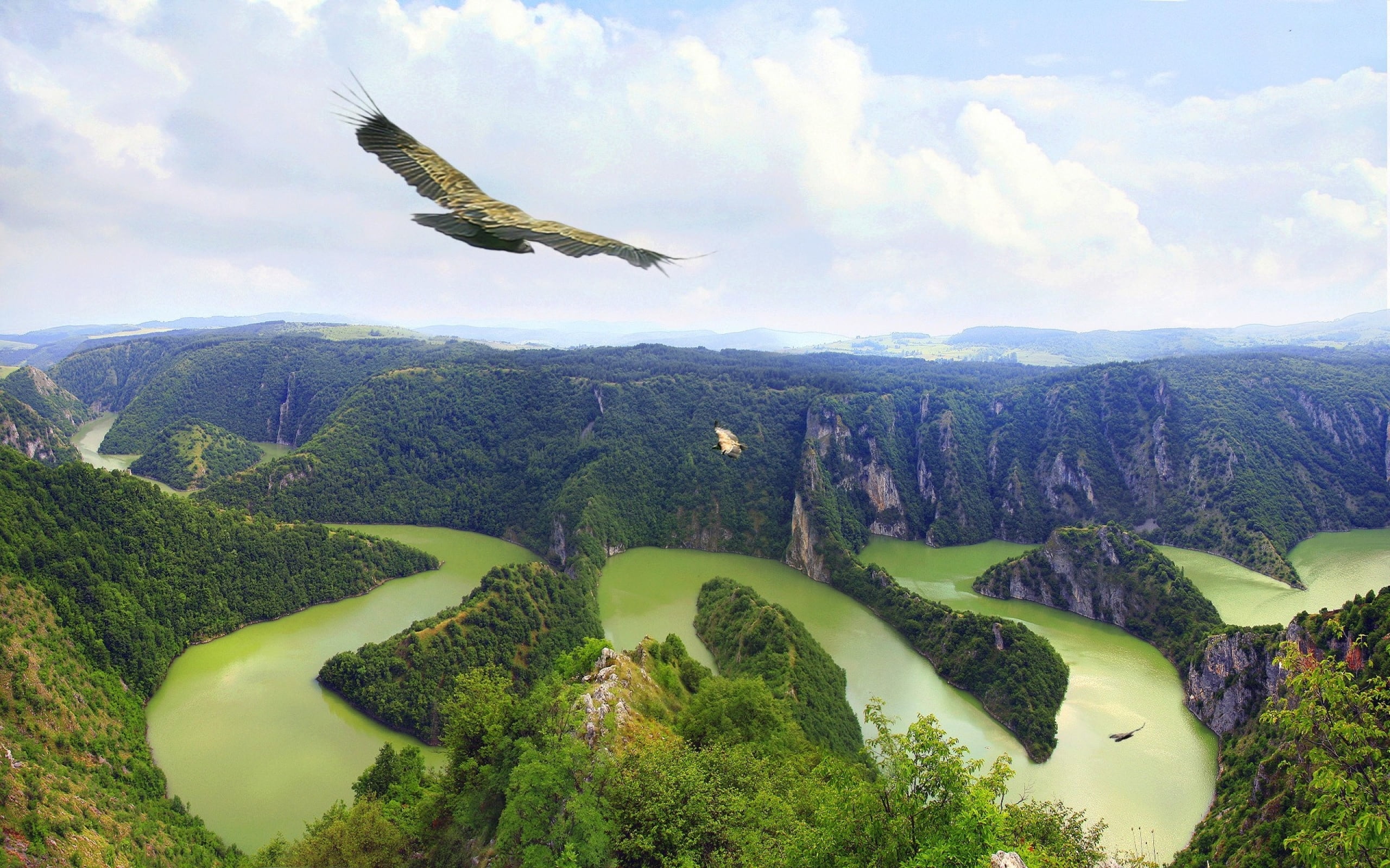 bird, animal themes, cloud - sky, uvac, no people, vertebrate, green, tree, outdoors, flying, brown, green color, tranquility, water, non-urban scene, environment, HD Wallpaper