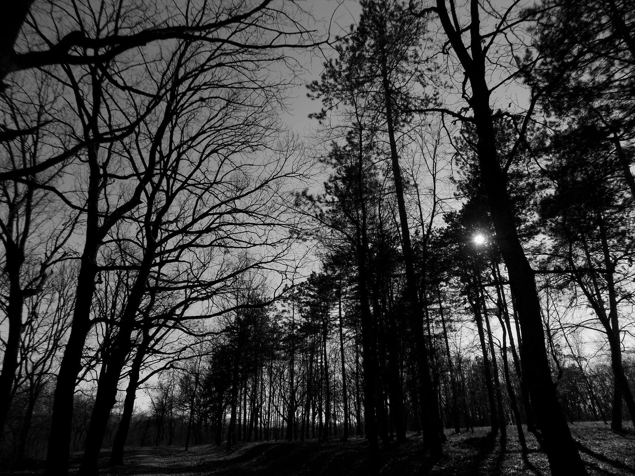 trunk, woodland, park, silhouette, land, black, forest, 1080P, decor, no people, branch, plant, growth, tree trunk, outdoors, bare tree, tranquil scene, HD Wallpaper