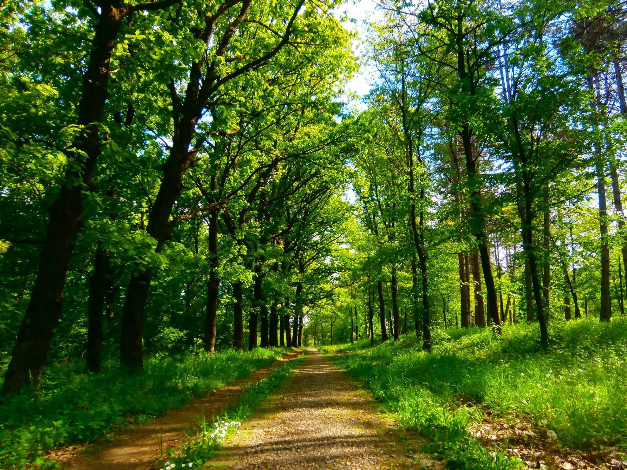 Serbia, 1080P, nature, park, HD Wallpaper