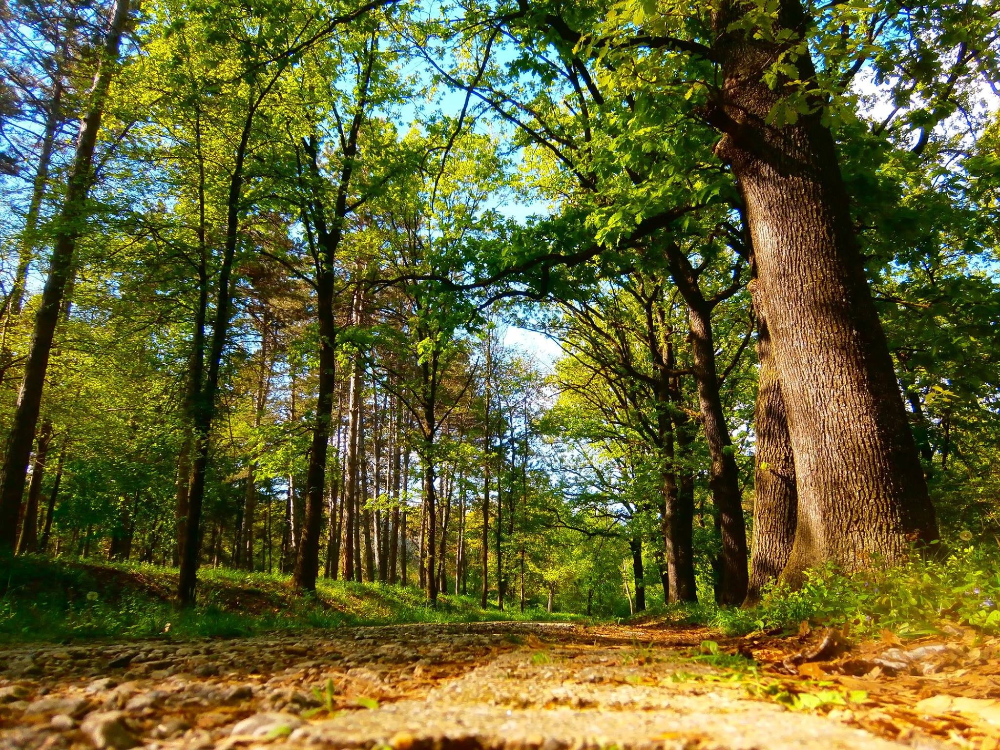 trees, Serbia, change, autumn, spring, no people, direction, outdoors, plant, land, non-urban scene, sunlight, beauty in nature, nature, tree, green, tranquil scene, HD Wallpaper