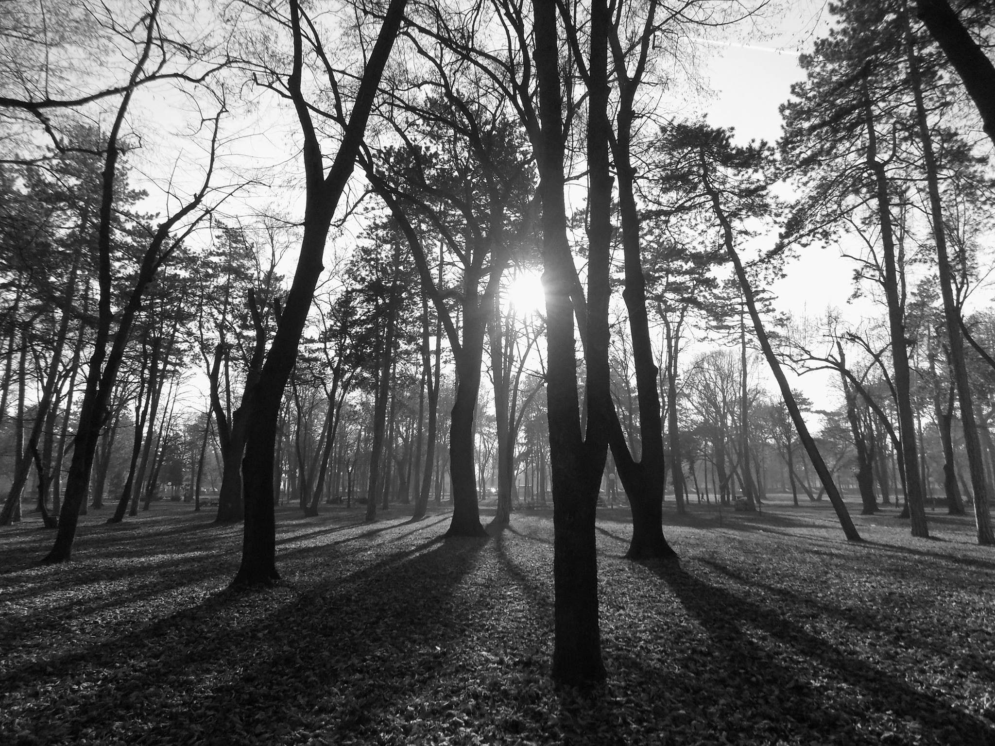 trunk, woodland, scenics - nature, outdoors, bright, landscape, day, beauty in nature, silhouette, 1080P, land, nature, streaming, plant, tree trunk, forest, HD Wallpaper