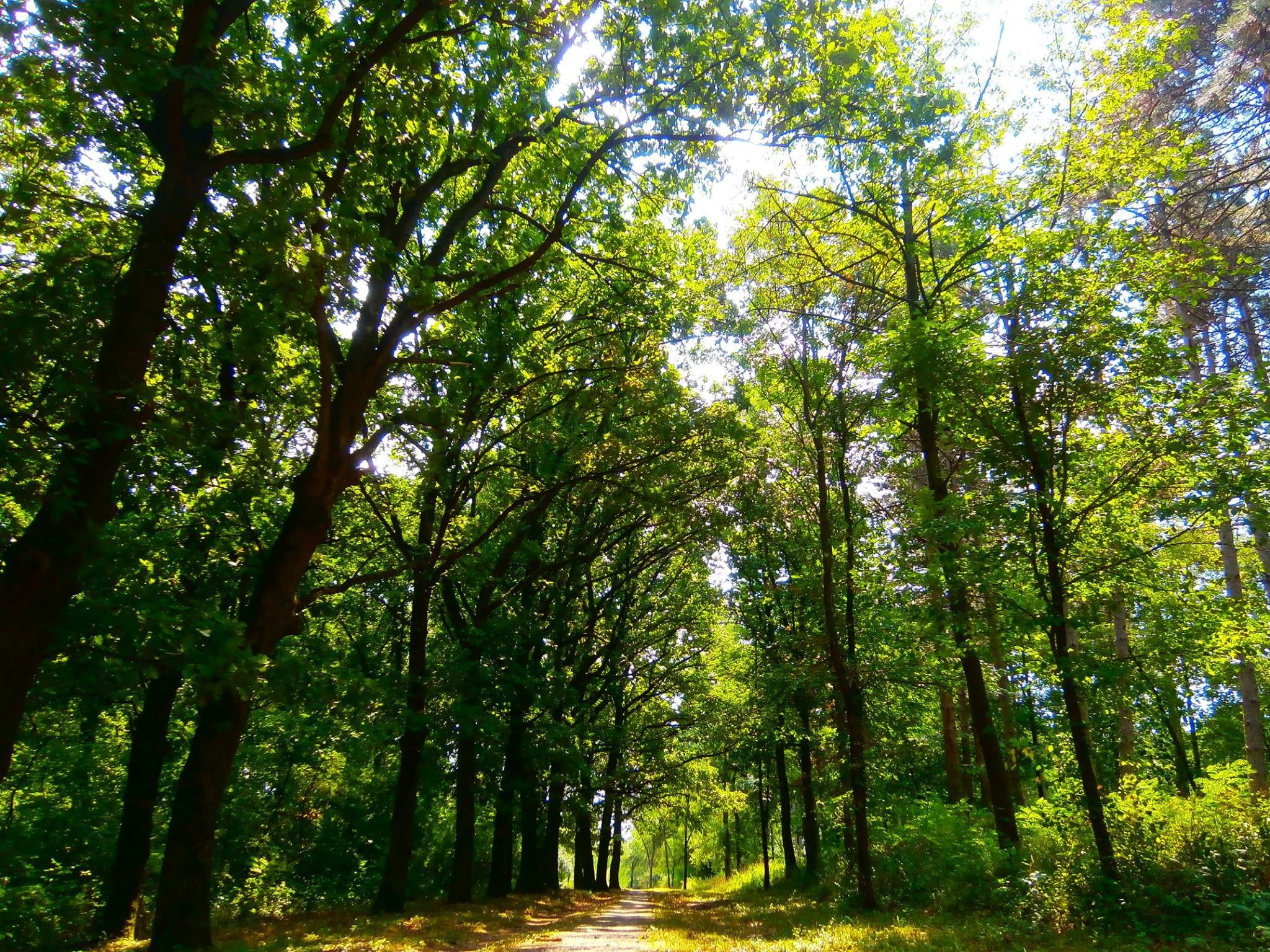 land, tree canopy, beauty in nature, forest, outdoors, low angle view, tranquil scene, bamboo - plant, trunk, lush foliage, Serbia, park, growth, scenics - nature, HD Wallpaper