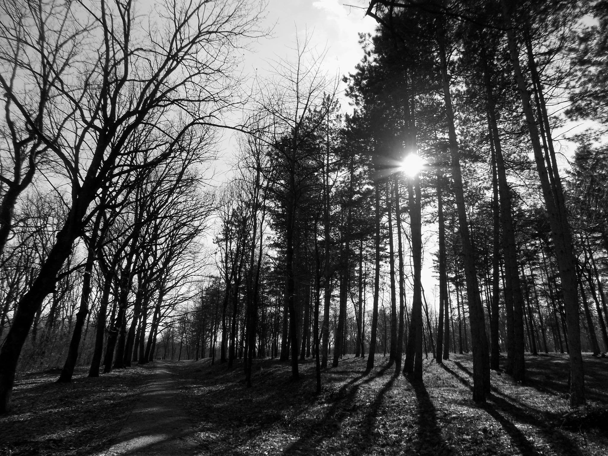 wood, sun, trees, black, tree, painting, trunk, scenics - nature, streaming, outdoors, nature, woodland, no people, growth, forest, sunbeam, land, beauty in nature, HD Wallpaper