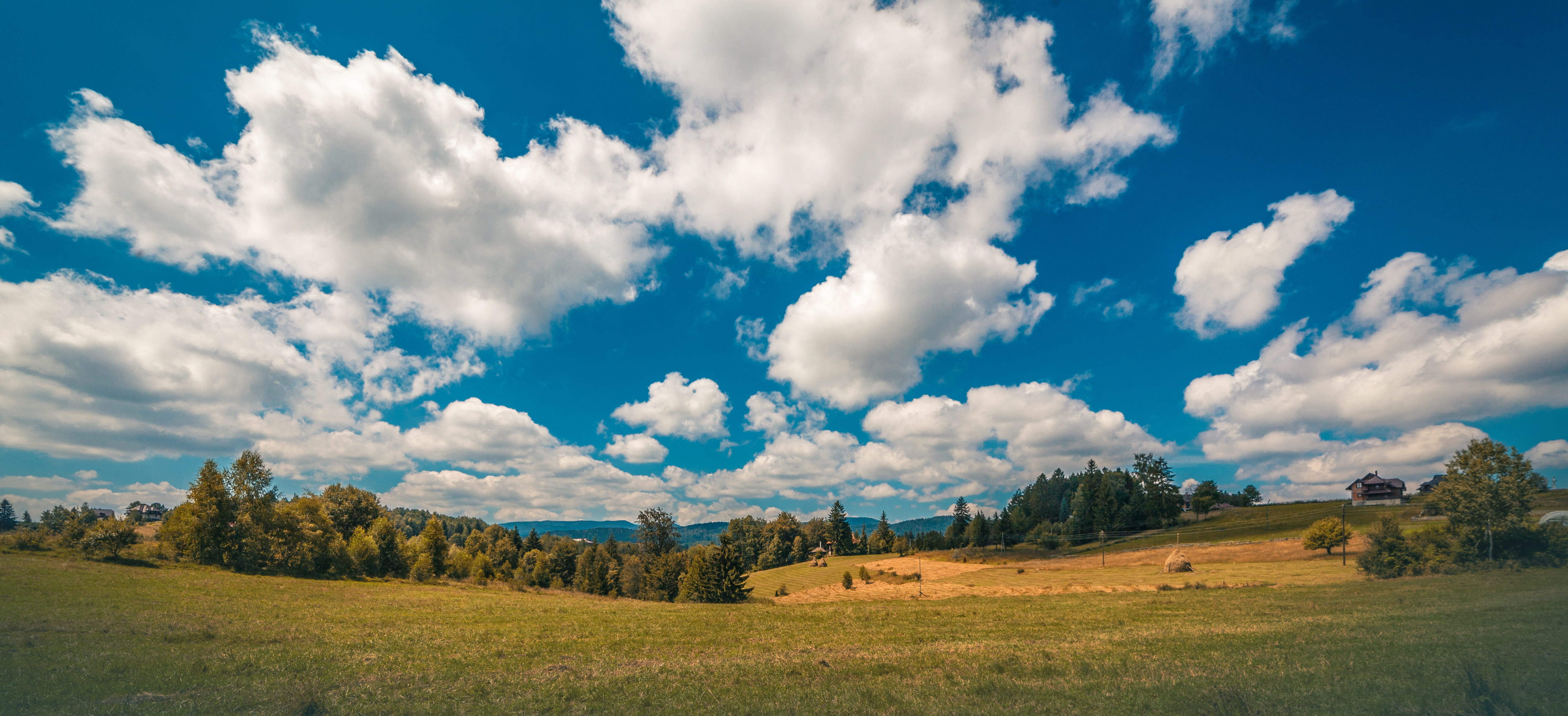 tranquility, outdoors, non-urban scene, pines, sky, 5K, forest, land, no people, plant, scenics - nature, landscape, rural scene, tranquil scene, tara, HD Wallpaper