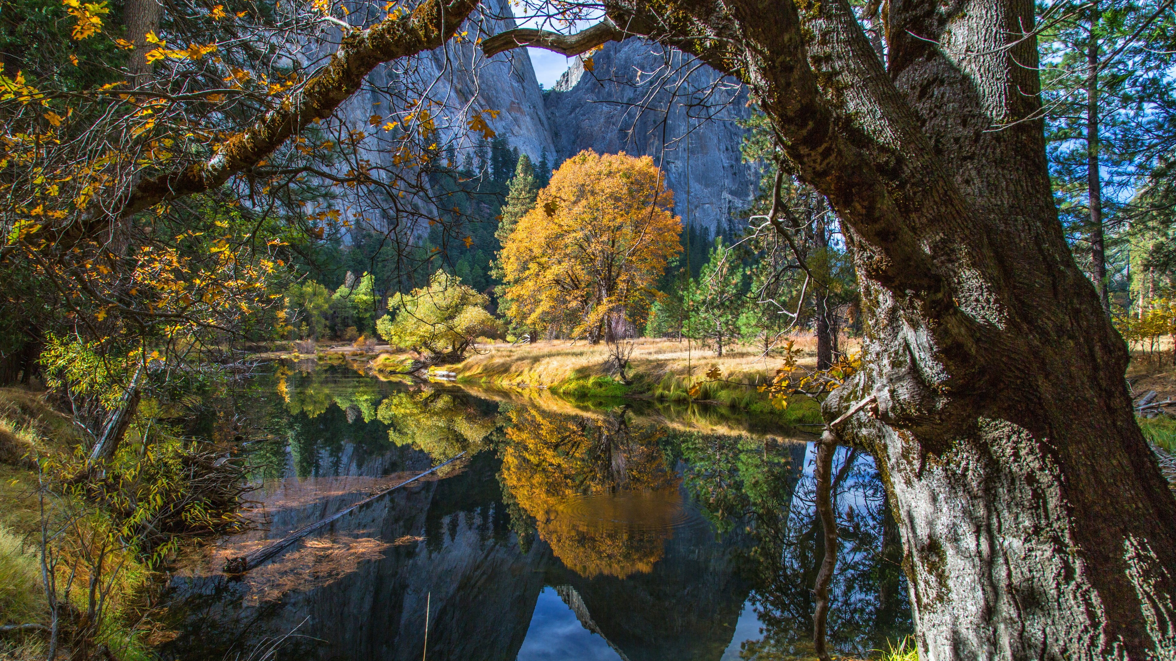 wilderness, tranquility, yosemite valley, land, nature, california, yosemite national park, reflection, autumn, trunk, merced river, plant, tree, growth, HD Wallpaper