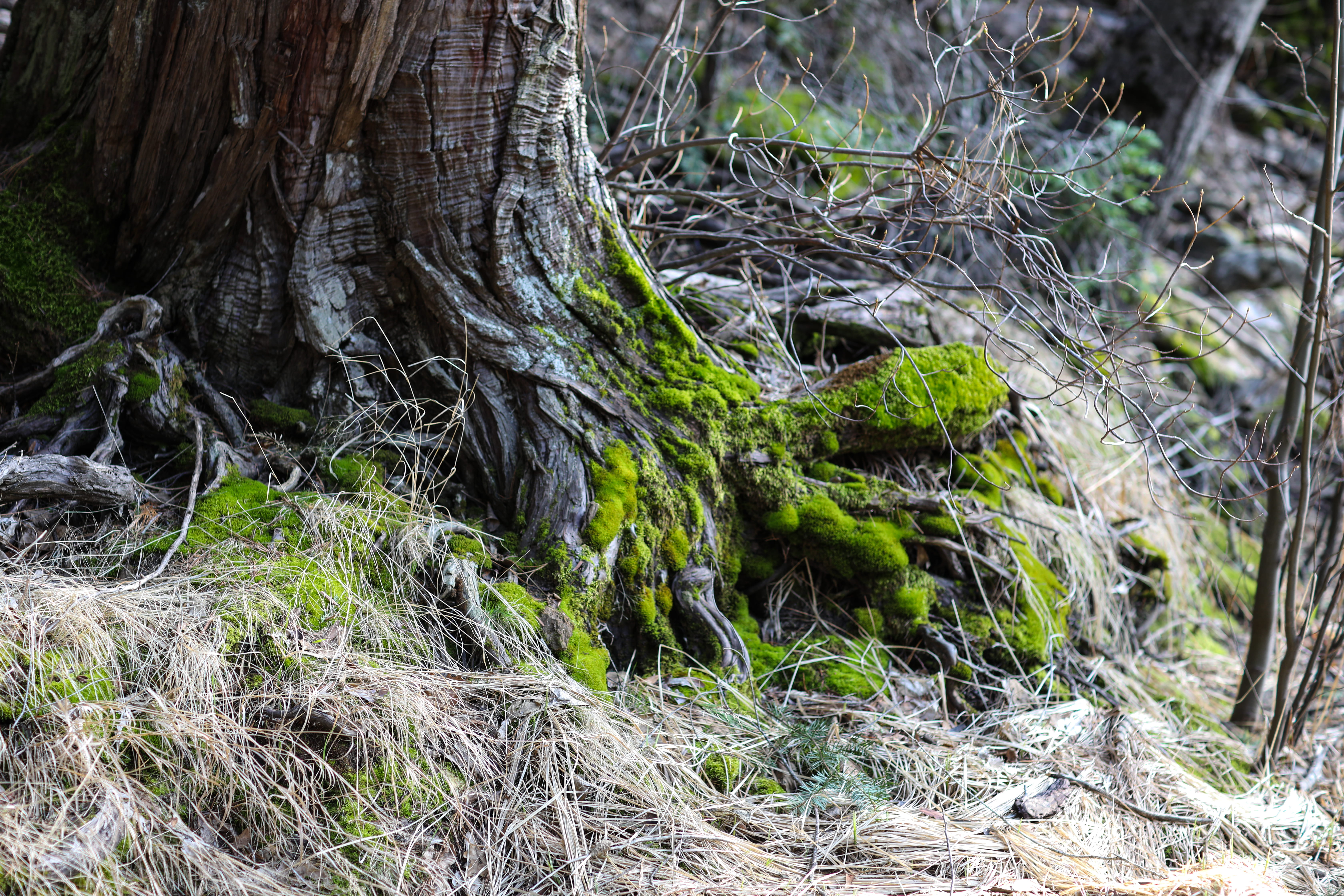 day, ground, tree stump, reptile, plant, outdoors, winter, tranquil scene, no people, forest, bark, branch, nature, lawn, snake, tree trunk, tranquility, HD Wallpaper
