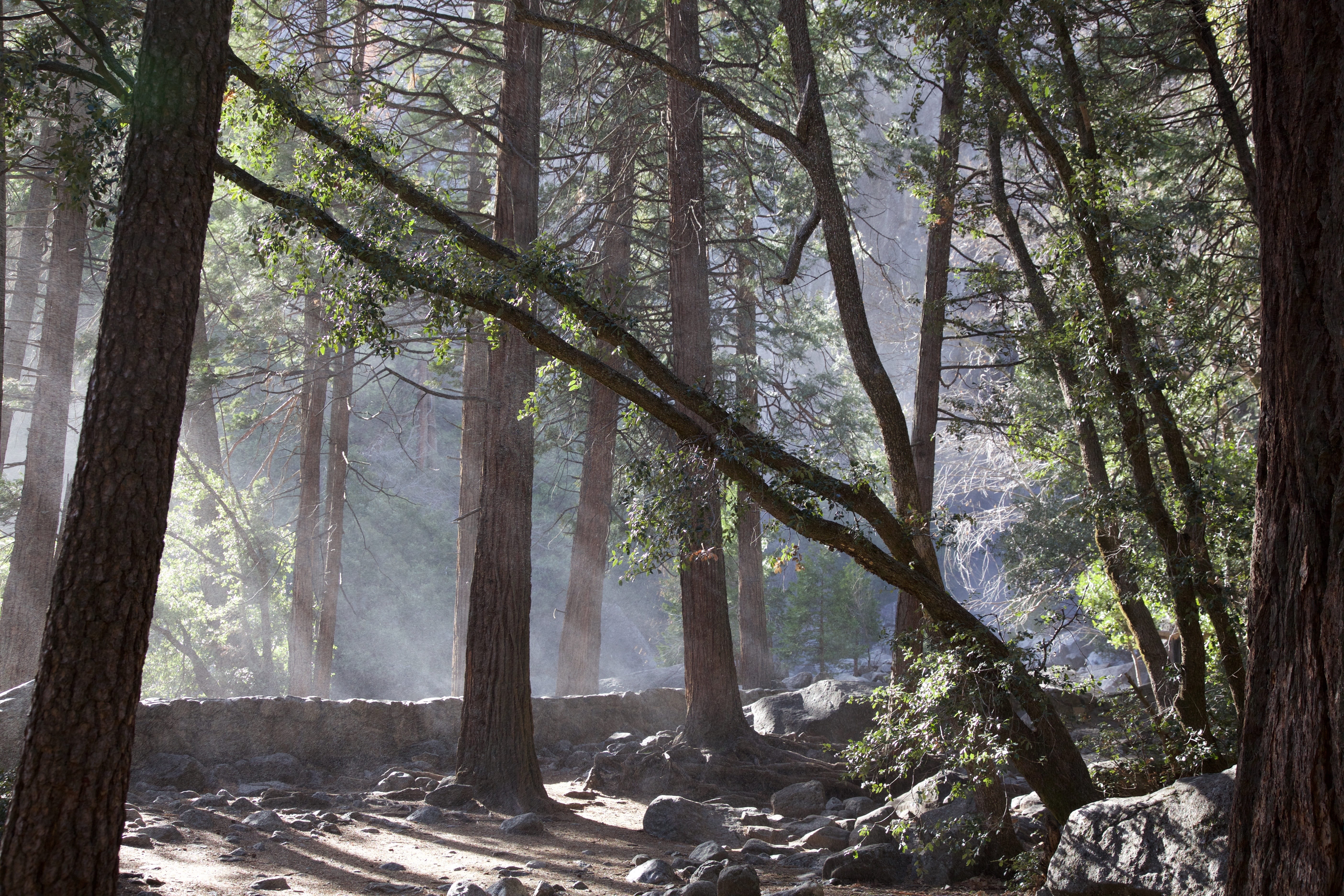 nature, national, environment, landscapes, tranquil scene, pine woodland, no People, sierra, coniferous tree, river, Falls, Park, California, yosemite, HD Wallpaper